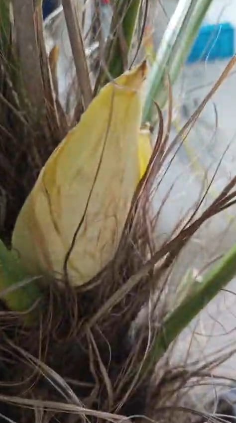 Falošná jar u Trachycarpus wagnerianus