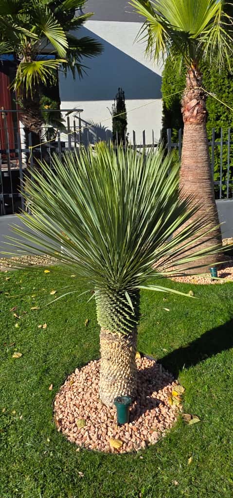 Pestovanie Yucca rostrata v slovenských podmienkach