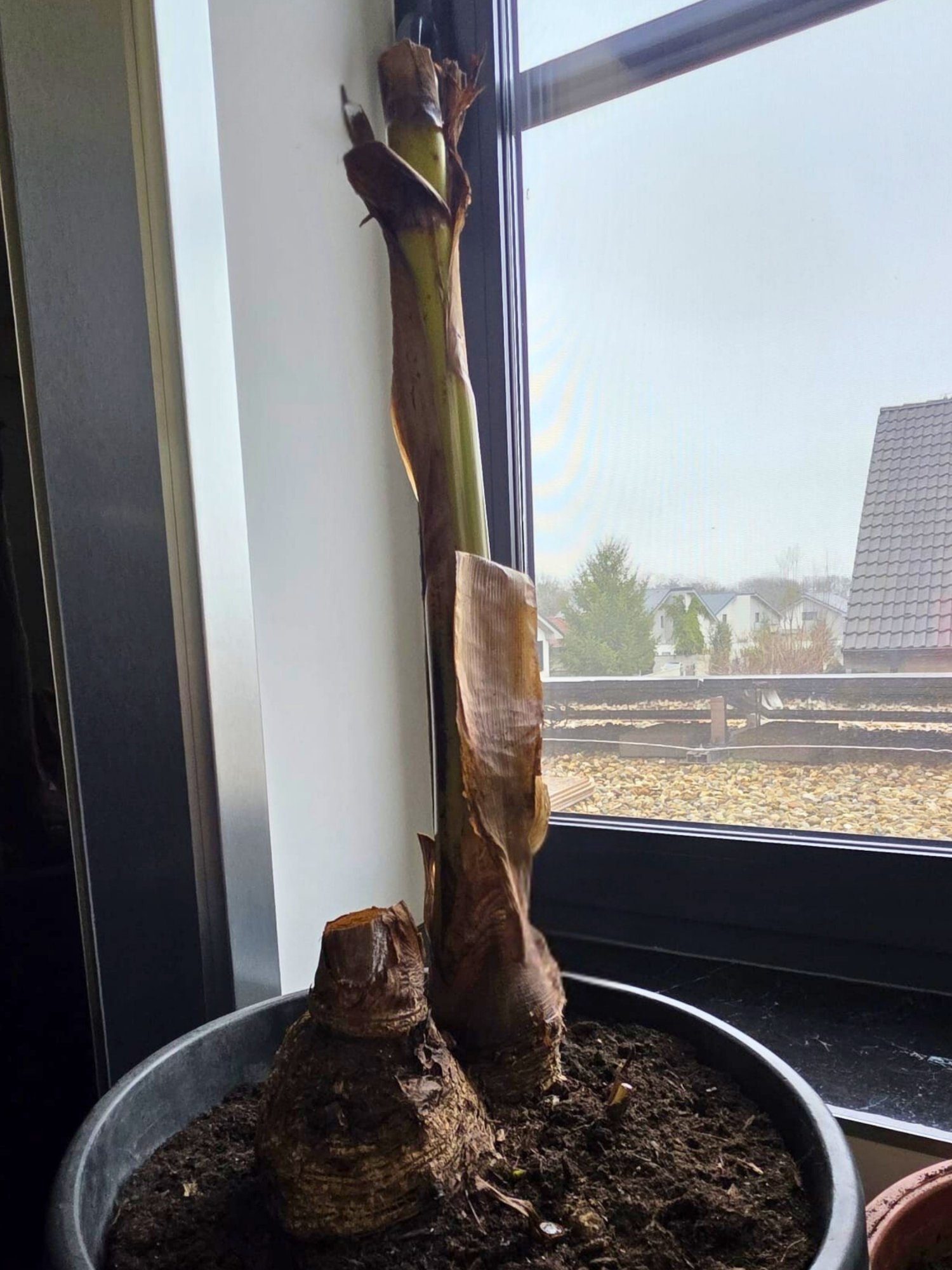 Prebúdzanie Musa basjoo po zime