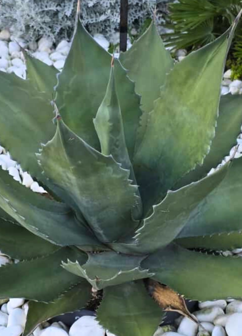 prirodzené odumieranie listov