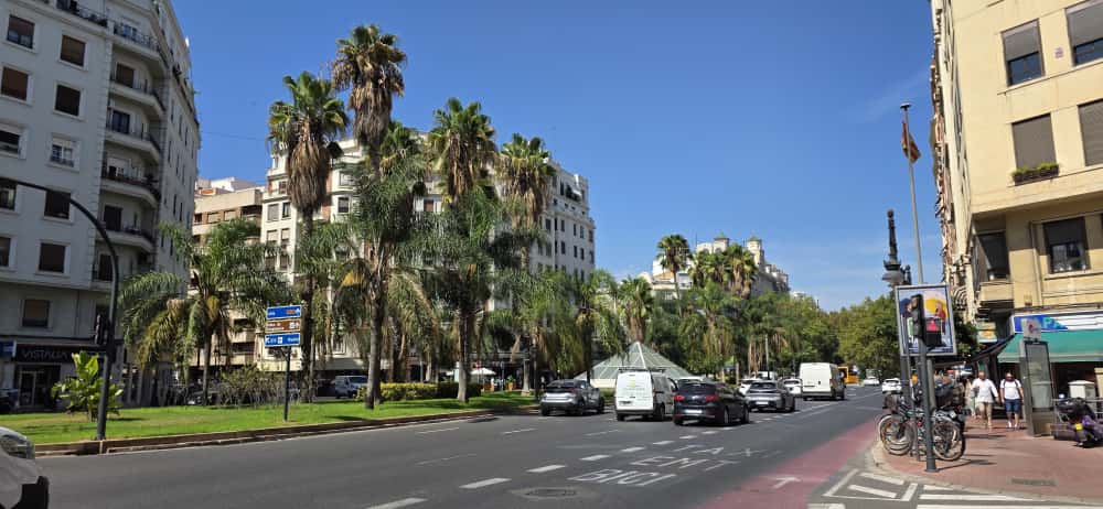 washingtonia robusta