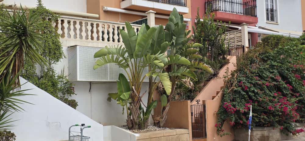 banánovníky kúpiť