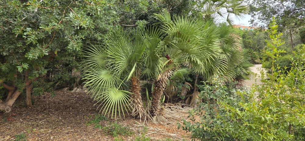 chamaerops humilis