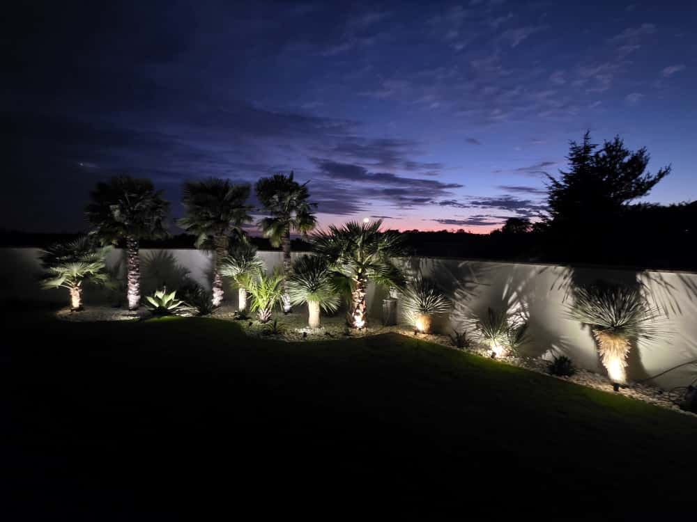 Chamaerops humilis Vulcano v mojej vysadbe