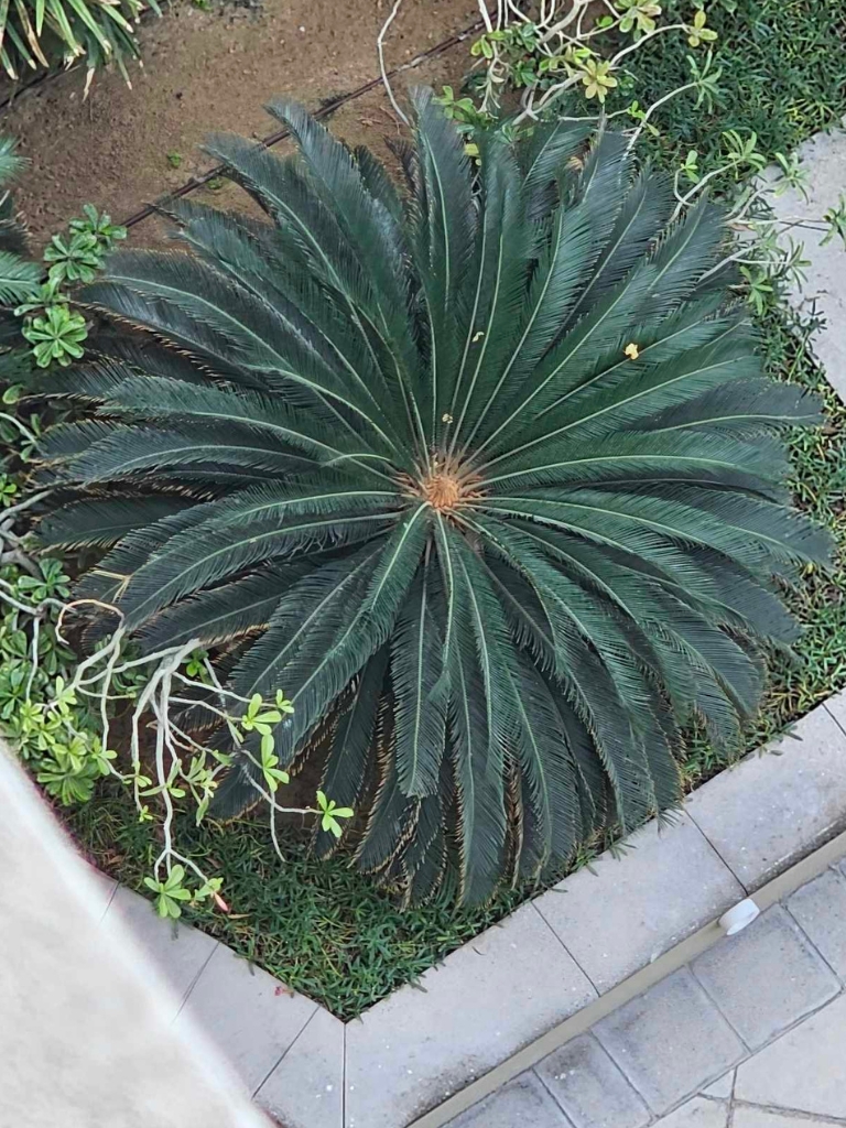 cycas-revoluta-1