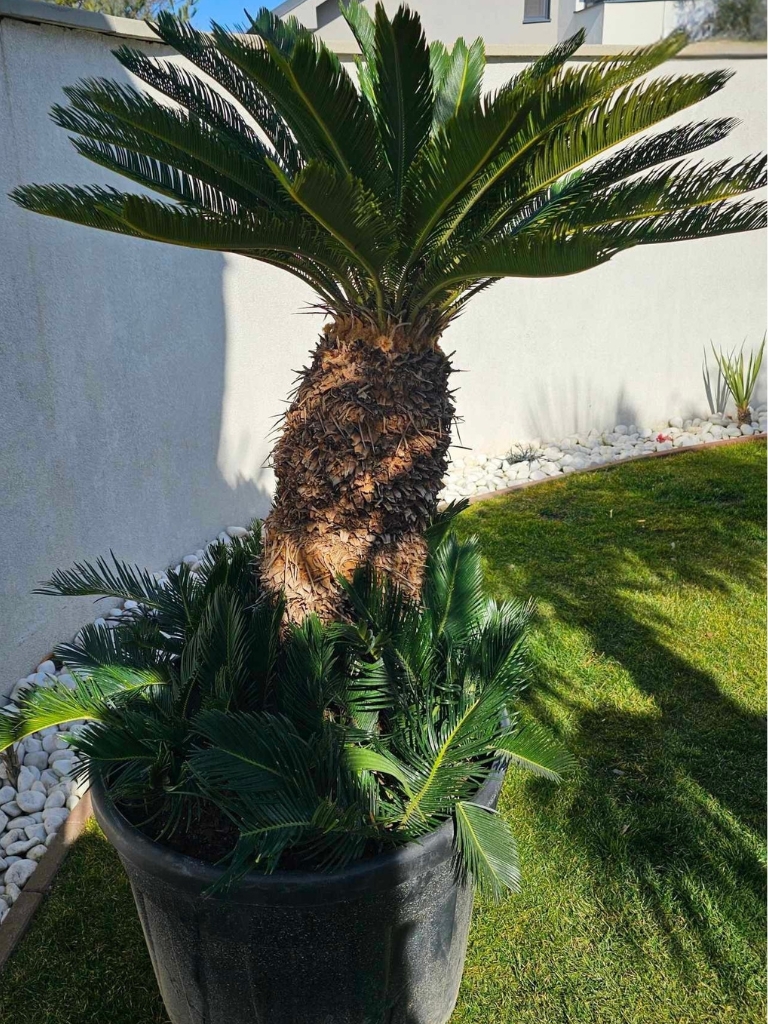 cycas-revoluta-3