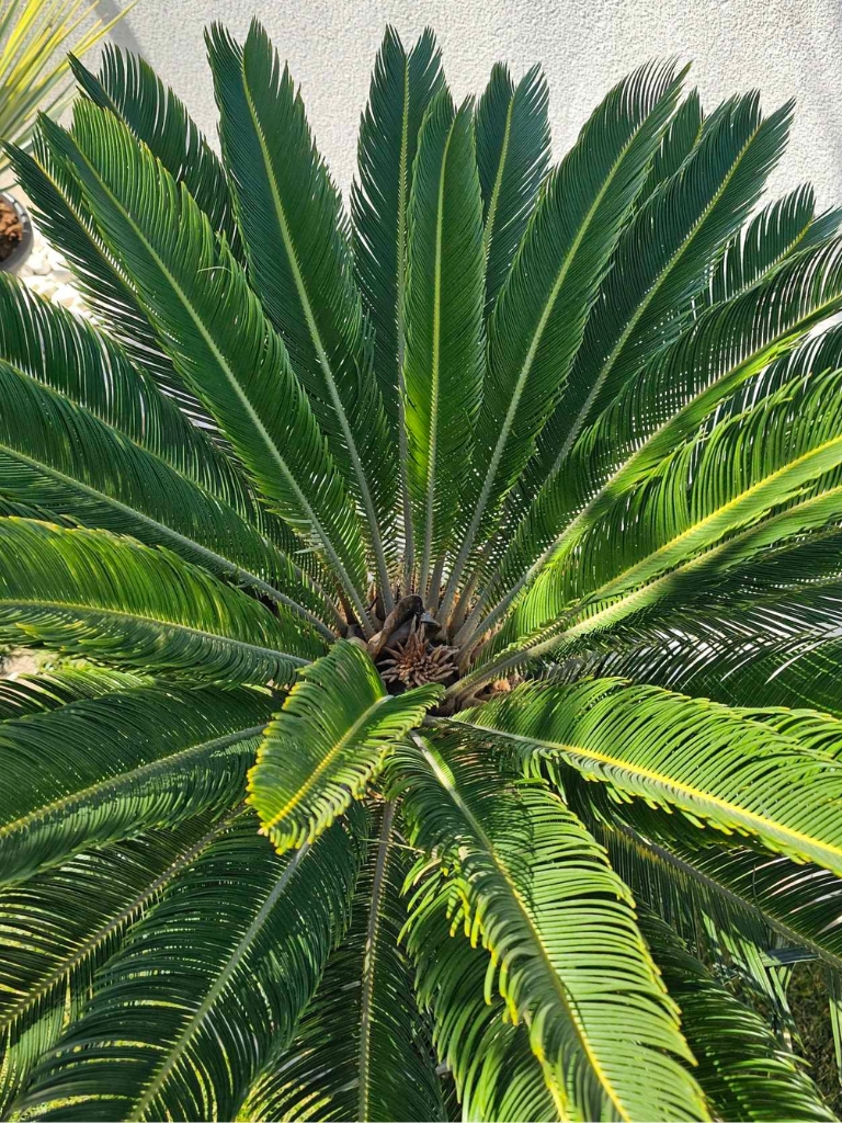 cycas-revoluta-4