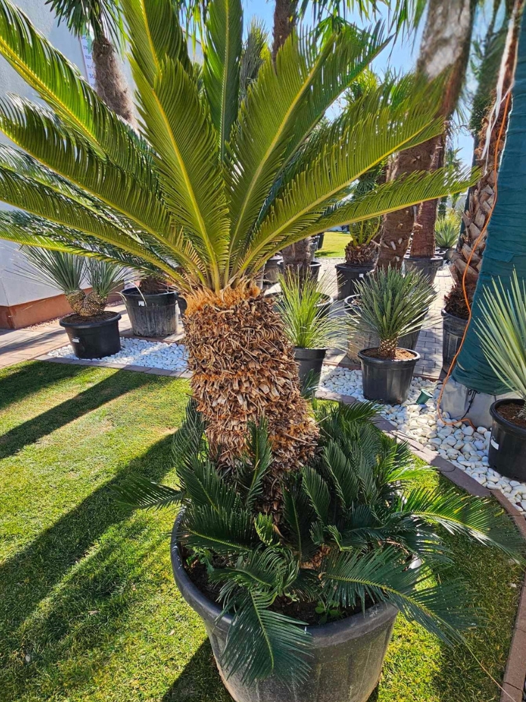 cycas-revoluta-5