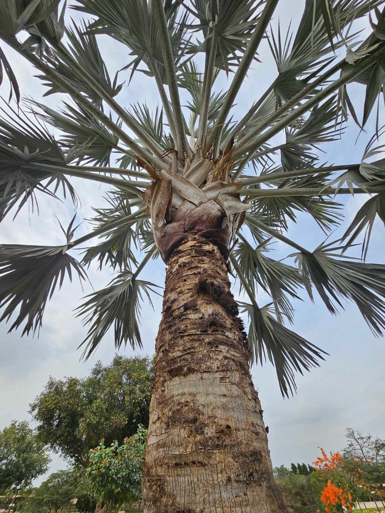 bismarkcia nobilis-palmaren