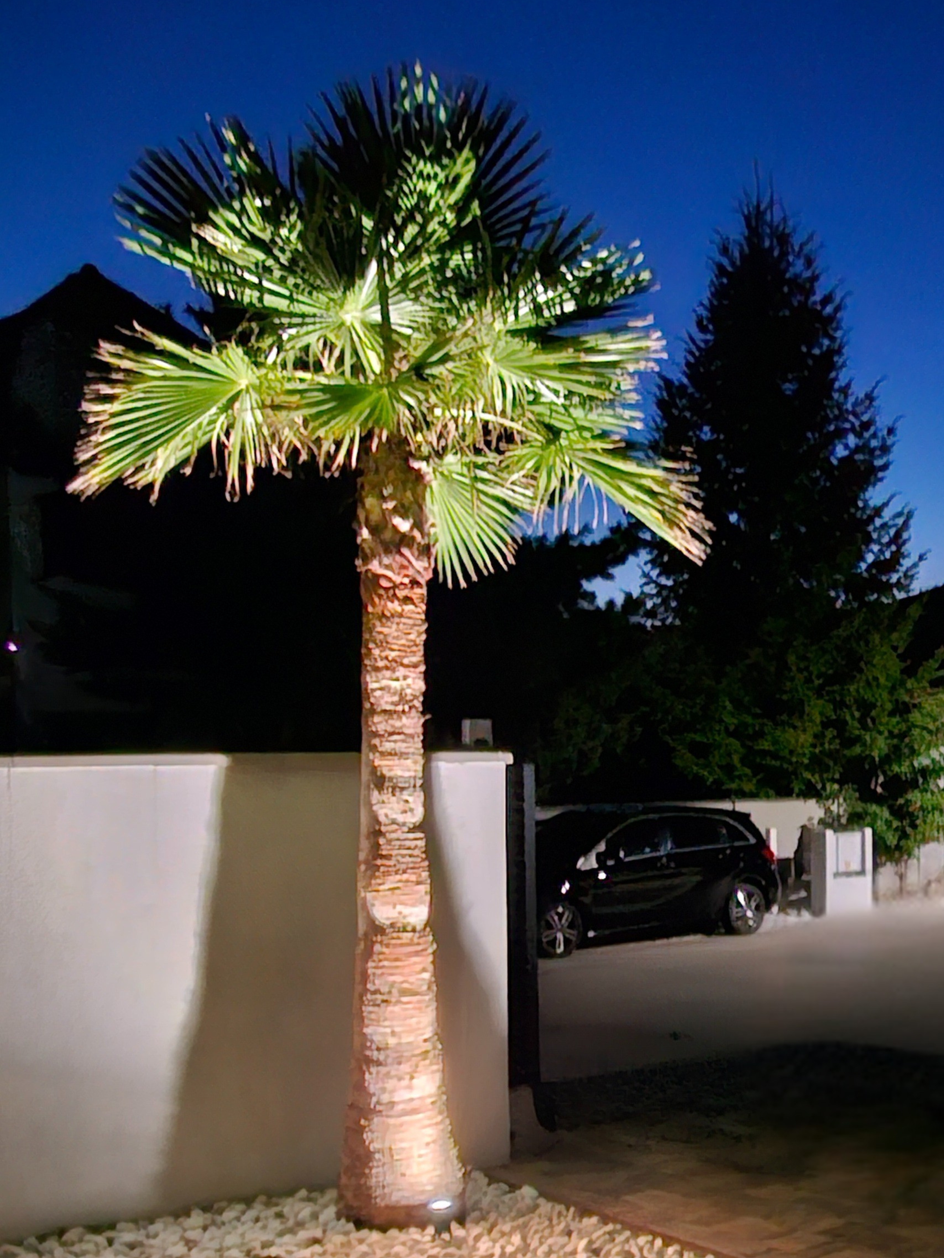 washingtonia vo volnej pode-Palmaren-2