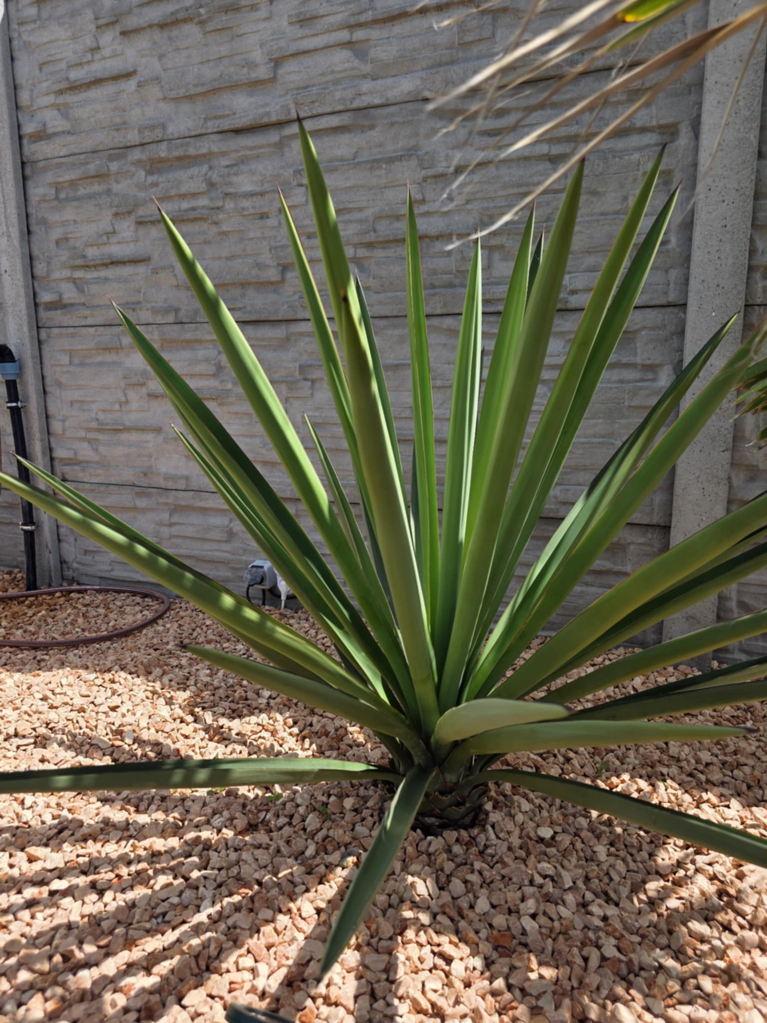 Yucca treculeana - výsadba v Palmaren.sk