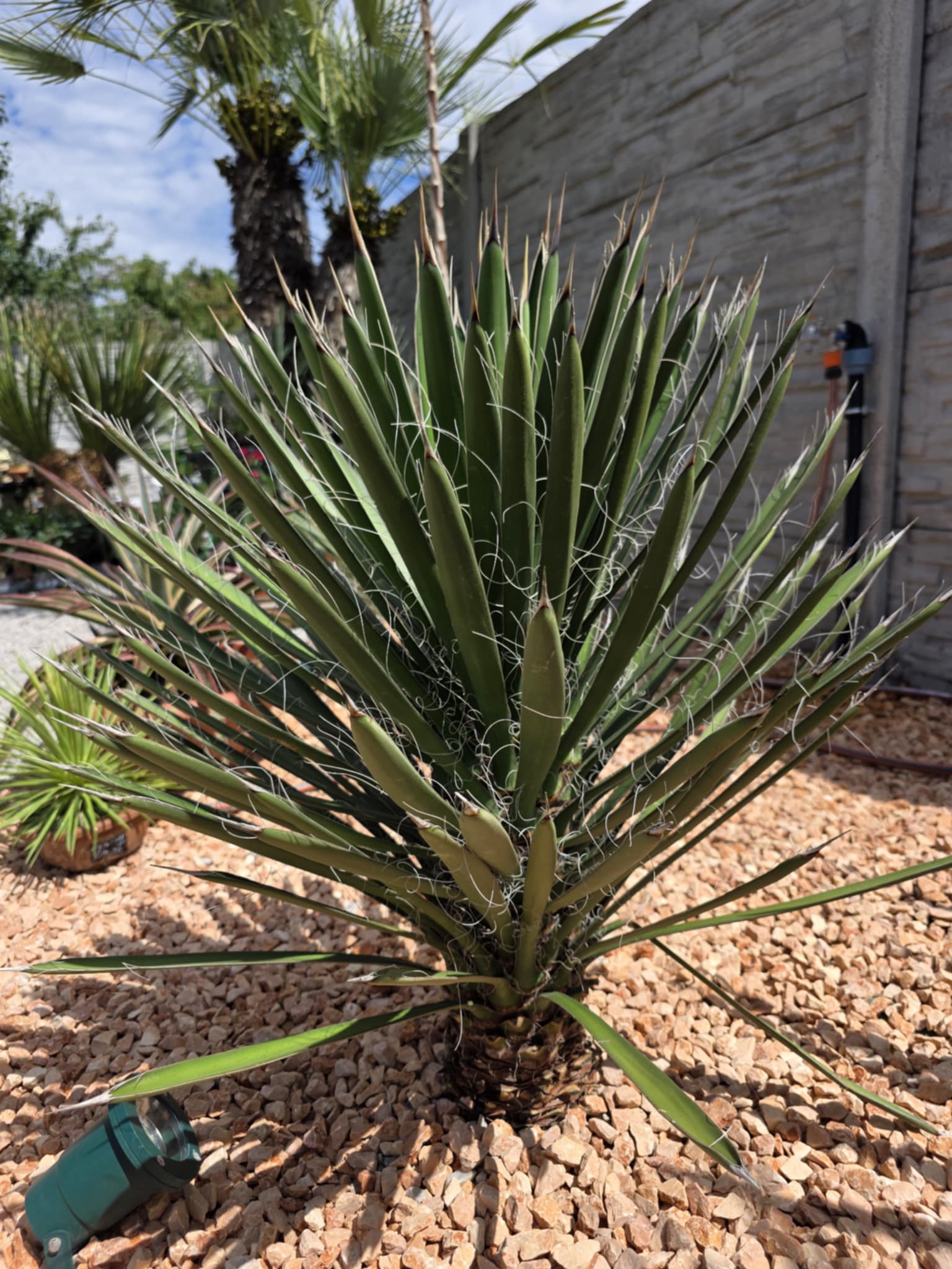 Yucca carnerosana- vysadba v Palmaren.sk