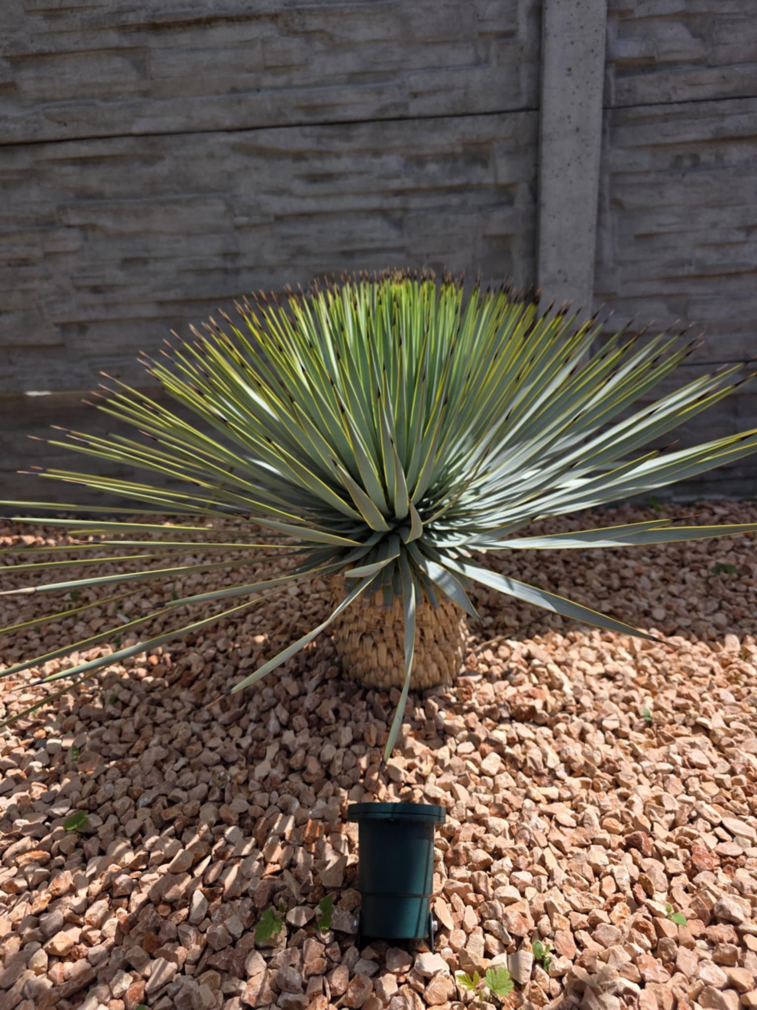Yucca rostrata-vysadba v Palmaren.sk