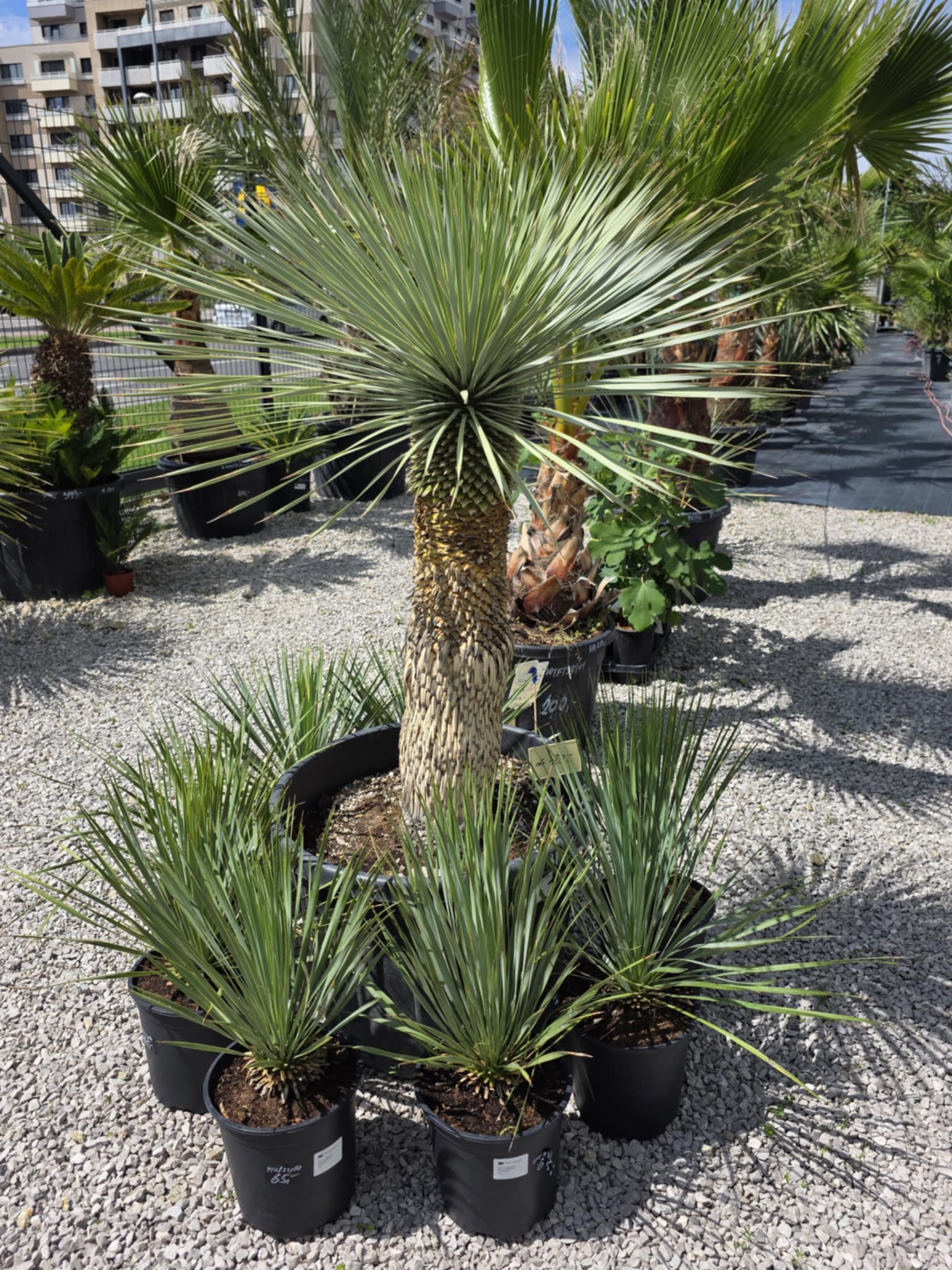 yucca rostrata v palmaren.sk po zostrihu