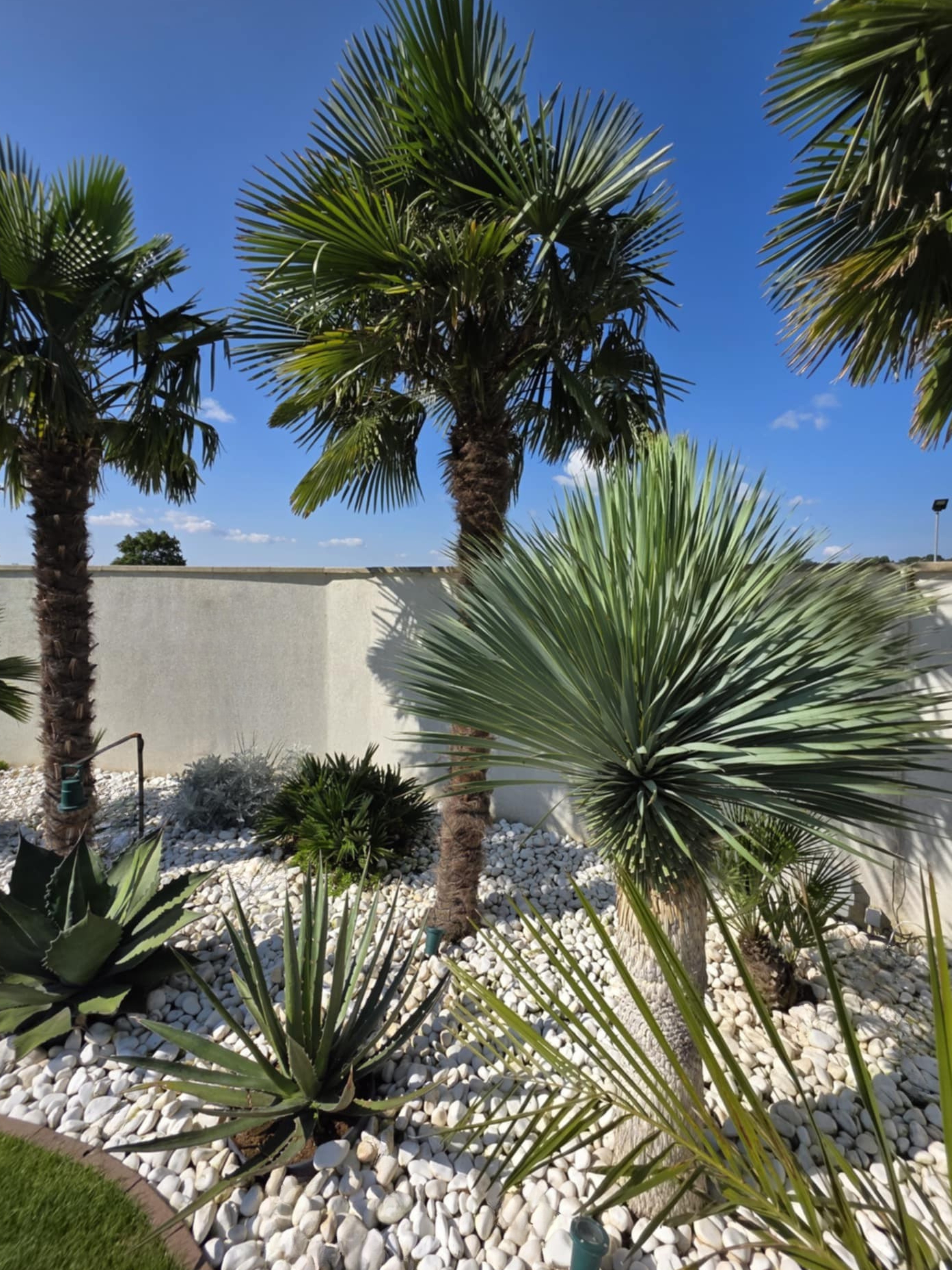 mala Yucca rostrata u nas doma vo vysadbe 2015