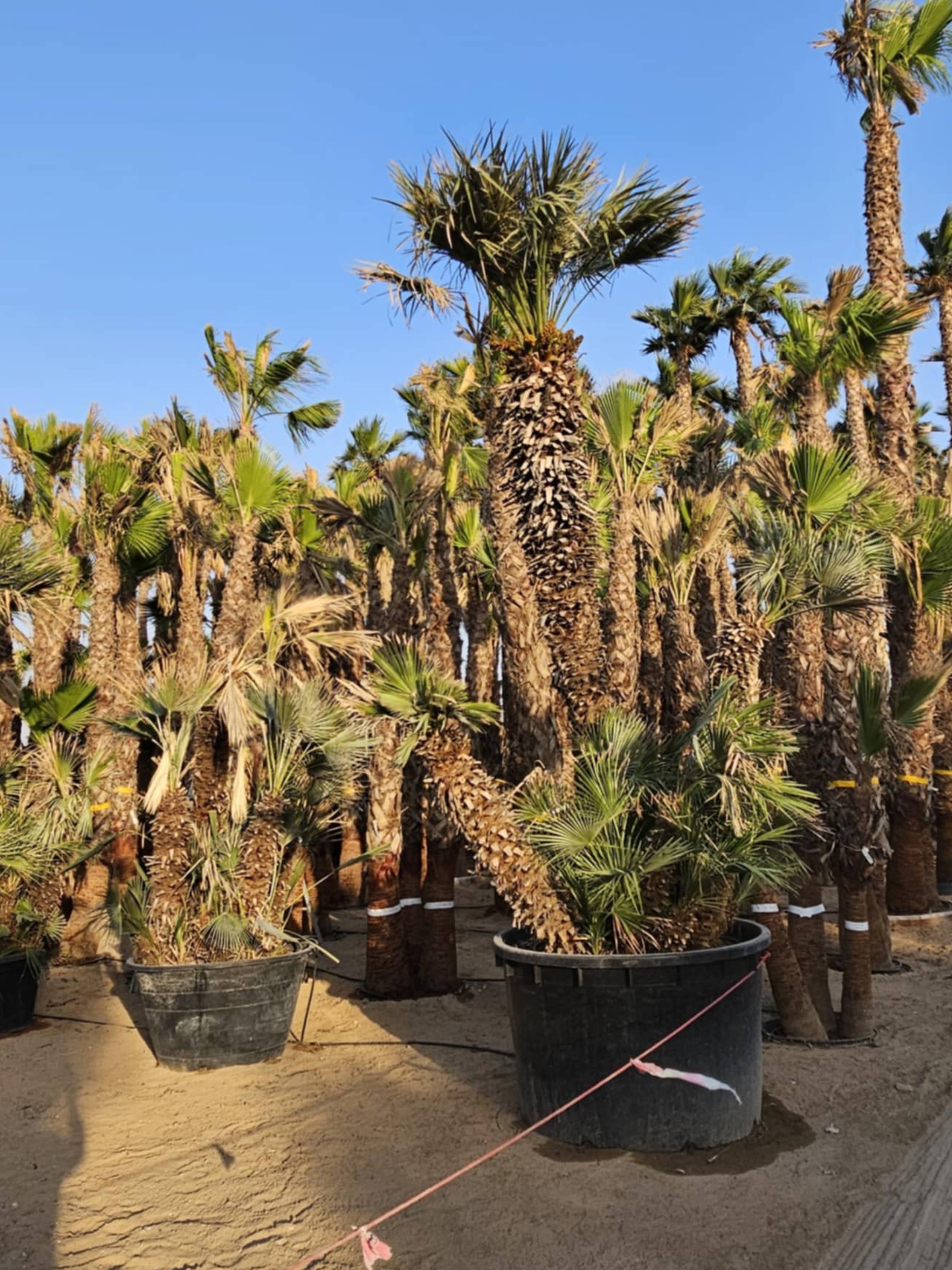 Chamaerops humilis Cerifera