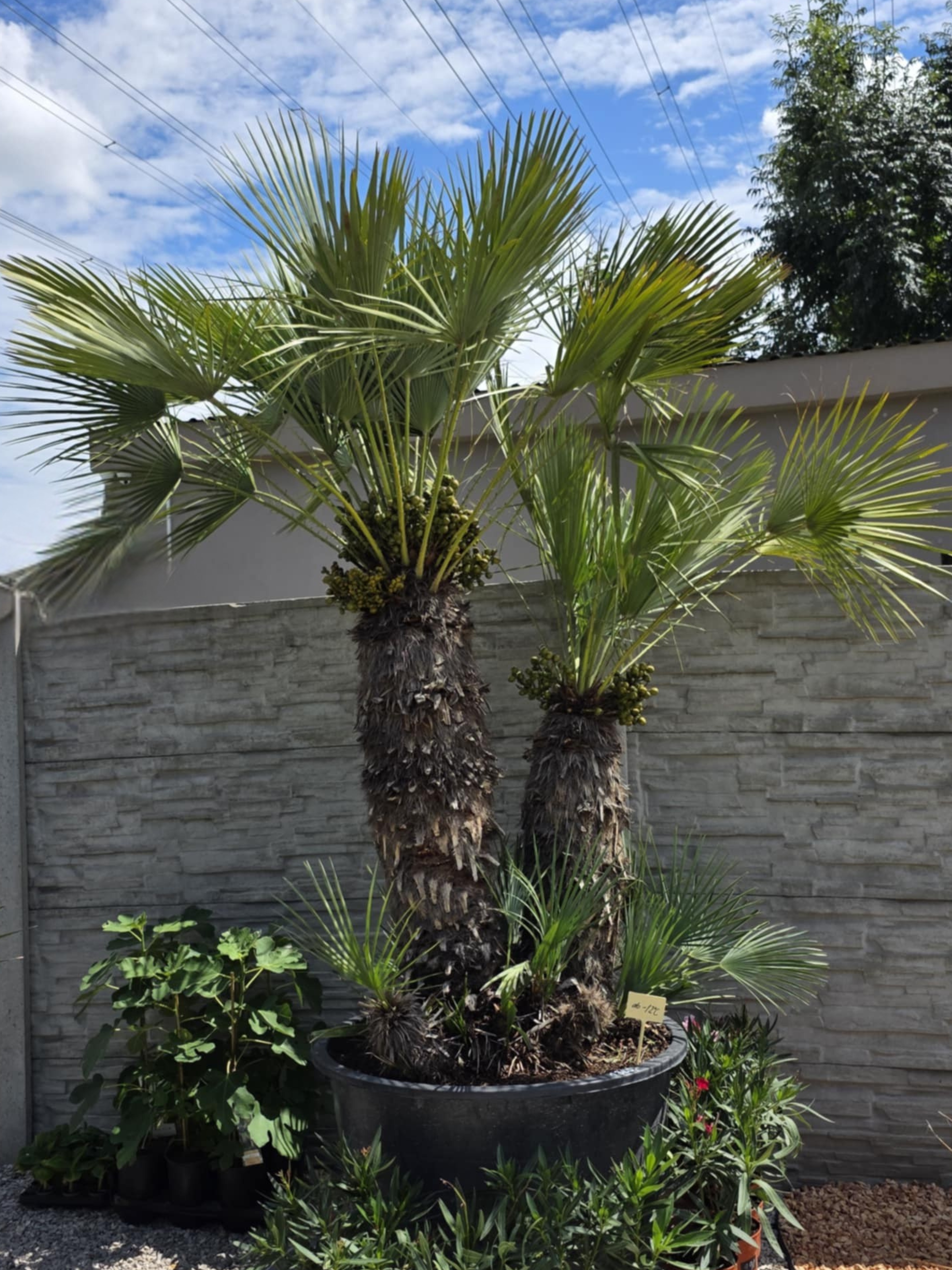 Chamaerops humilis Cerifera