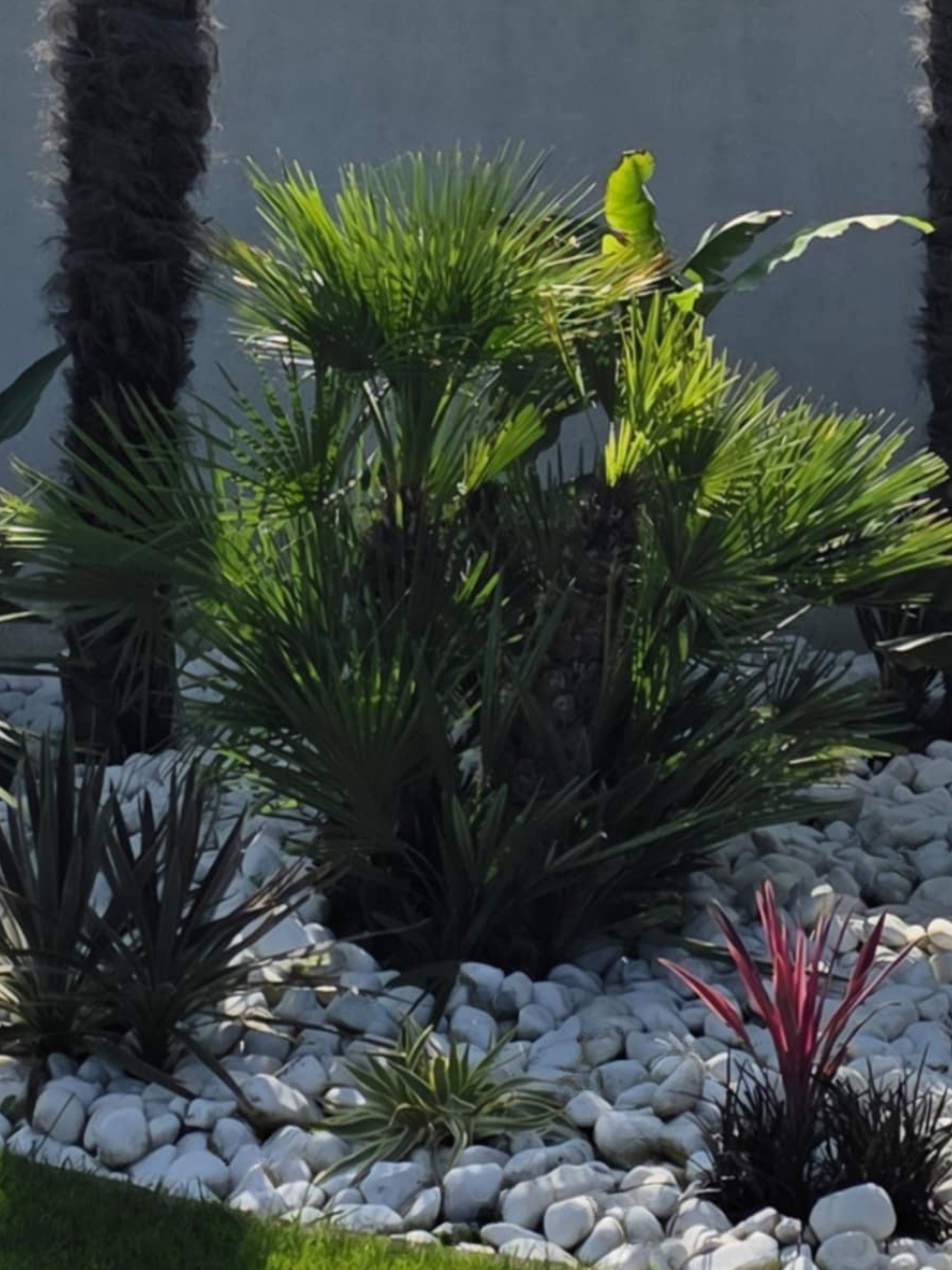 Chamaerops humilis u nás doma 2025