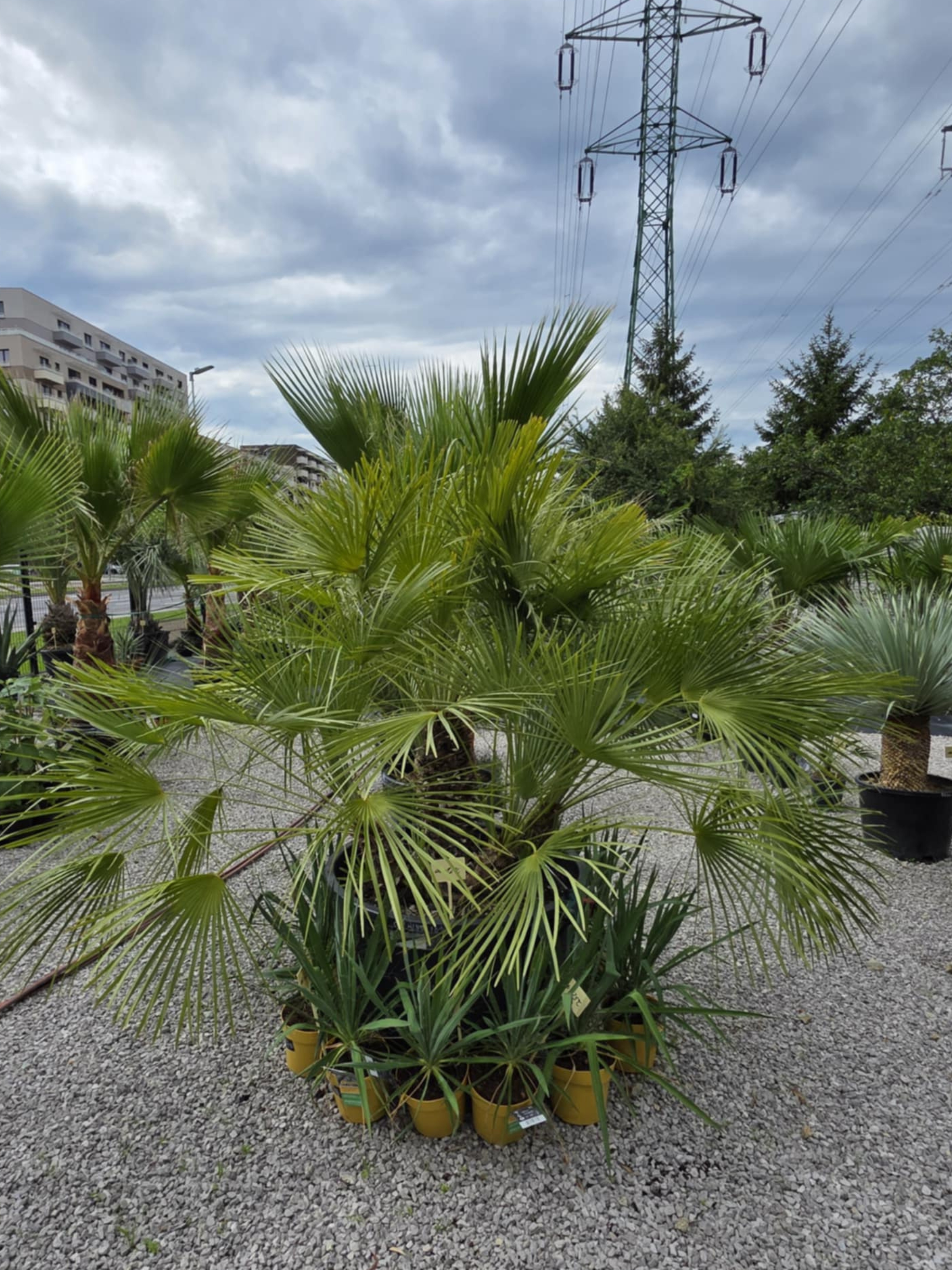 Chamaerops humilis s 5 kmeňmi v celkovej výške 190 cm
