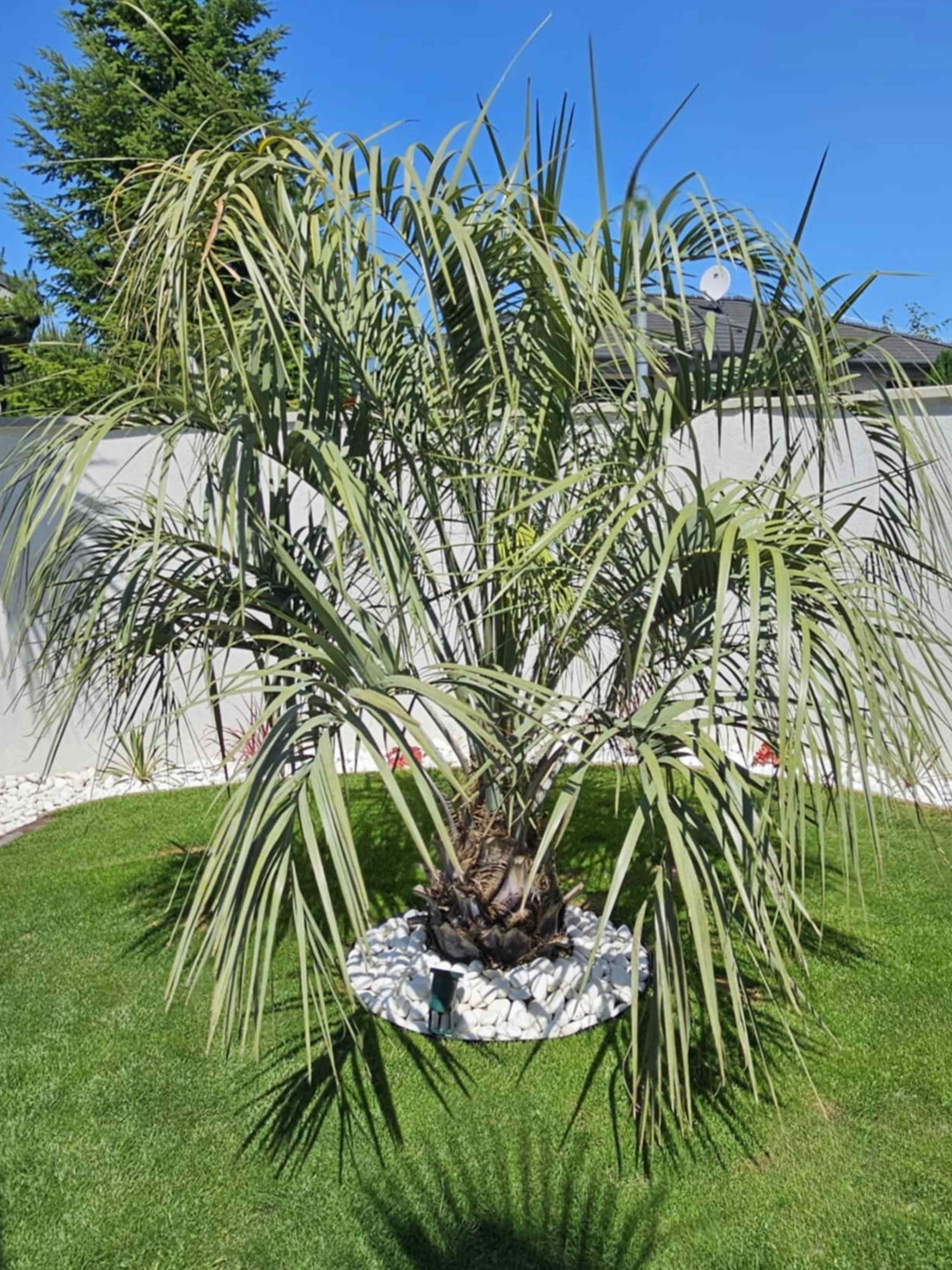 Butia capitata