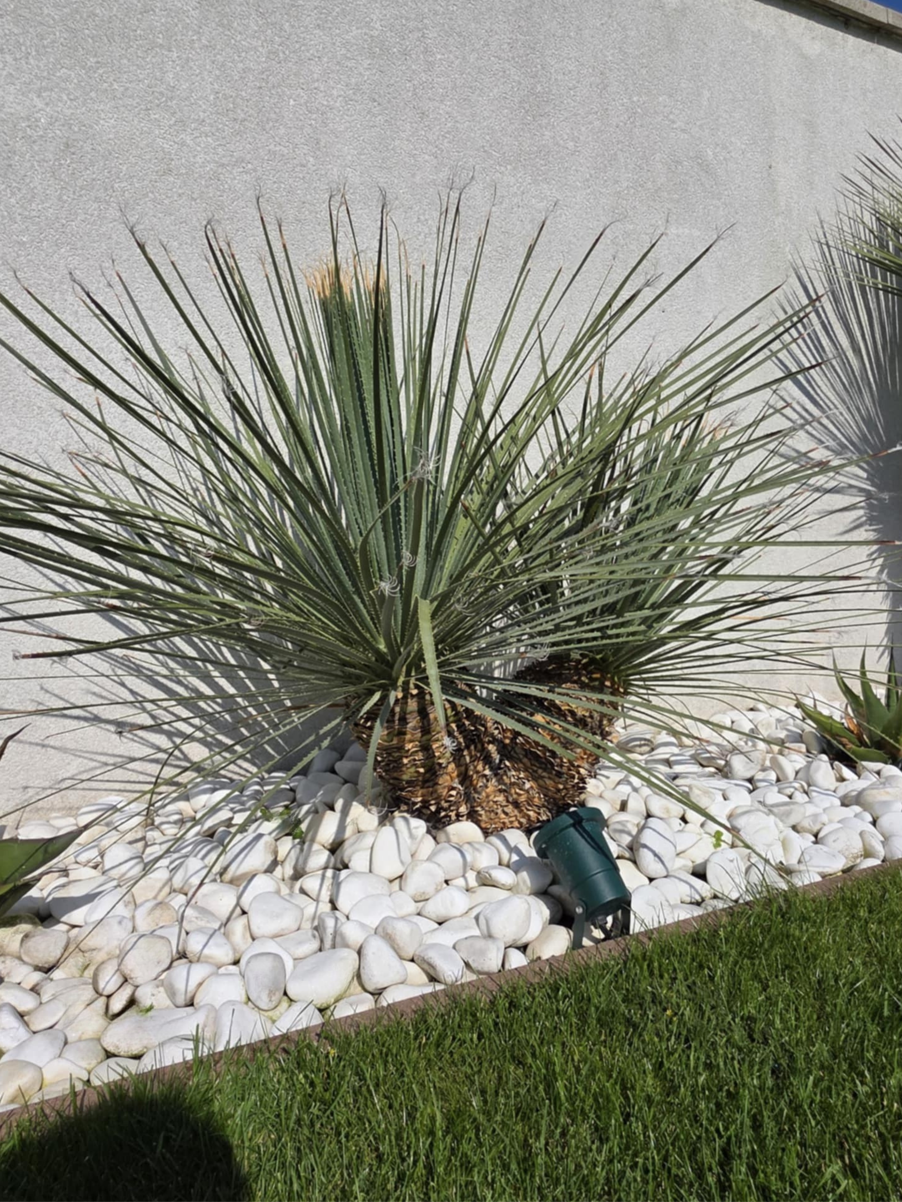 Dasylirion serratifolium