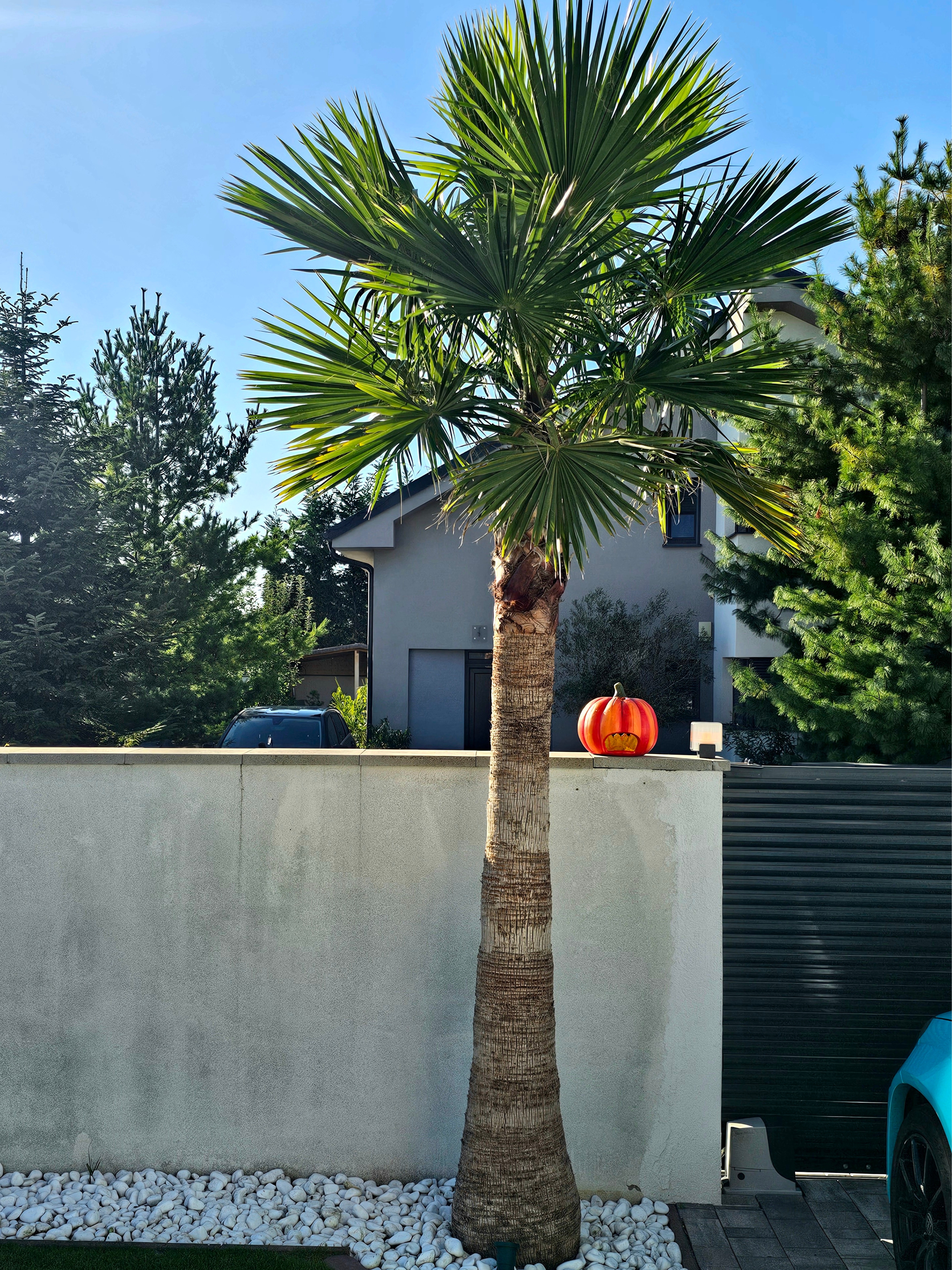 washingtonia vo volnej pode-Palmaren-3