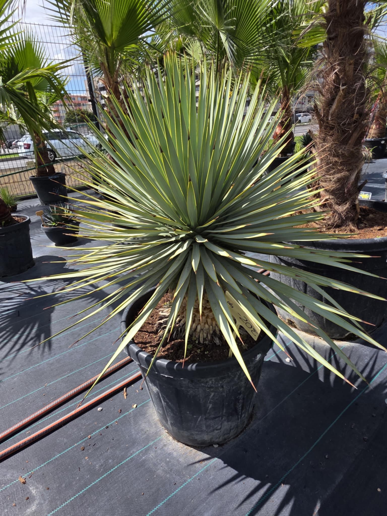 YUCA ROSTRATA PREMIUM CHIHUAHUA