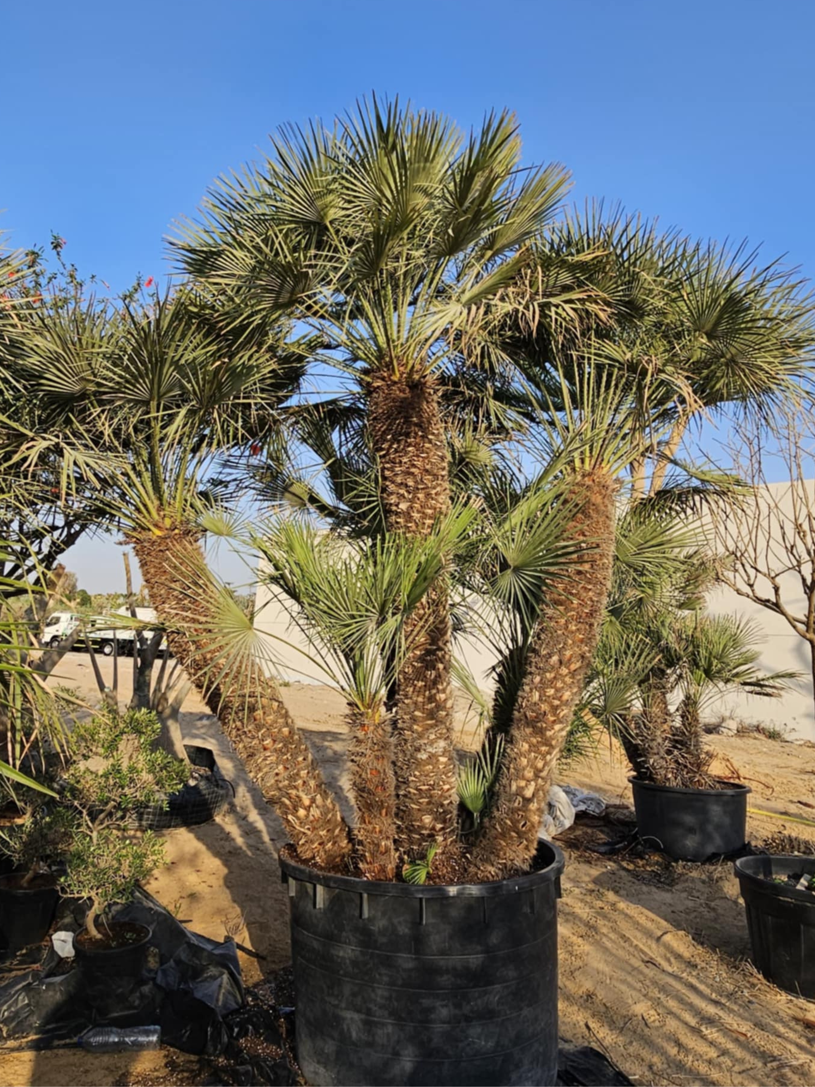 Chamaerops humilis Cerifera
