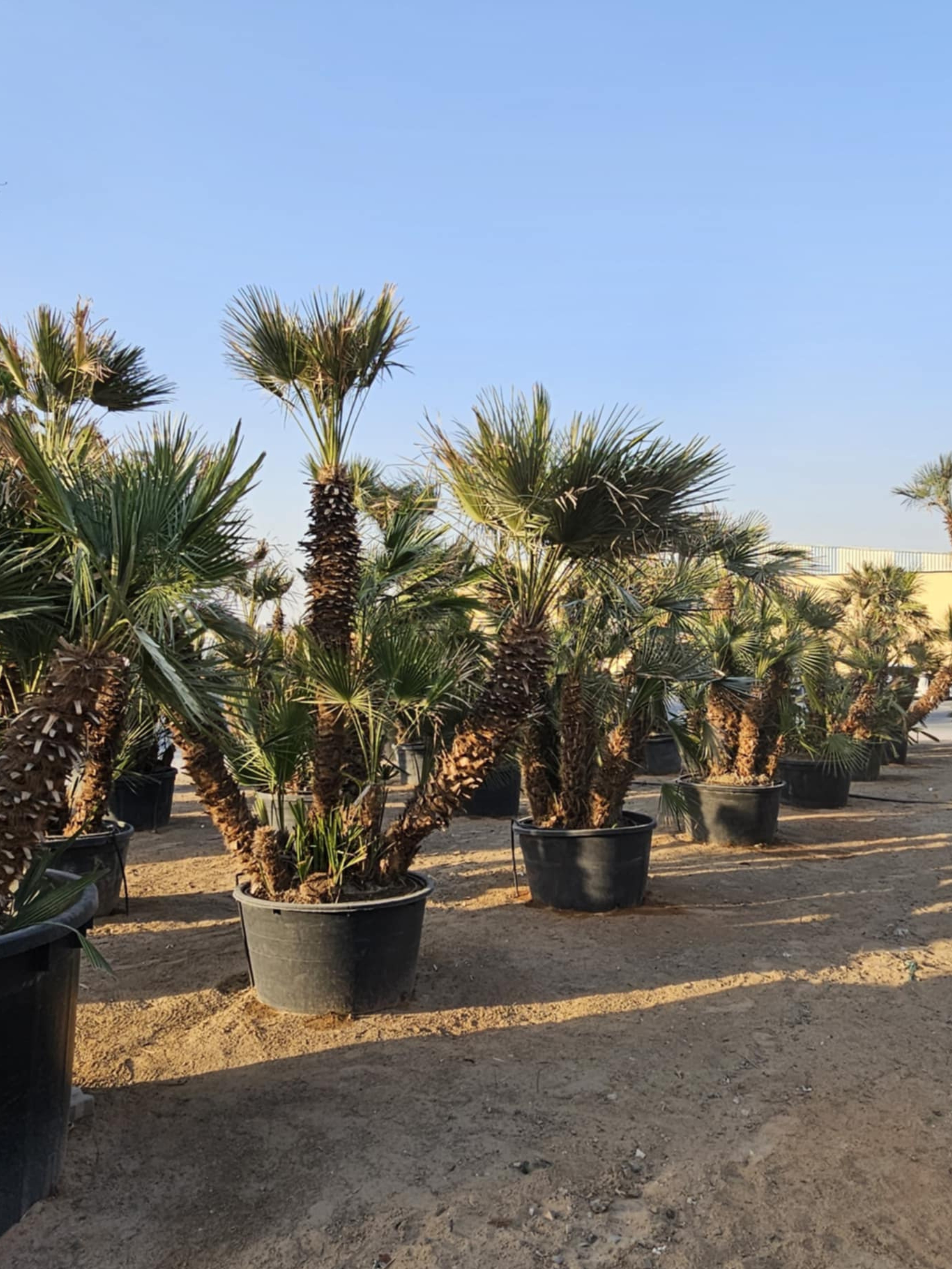 Chamaerops humilis Cerifera