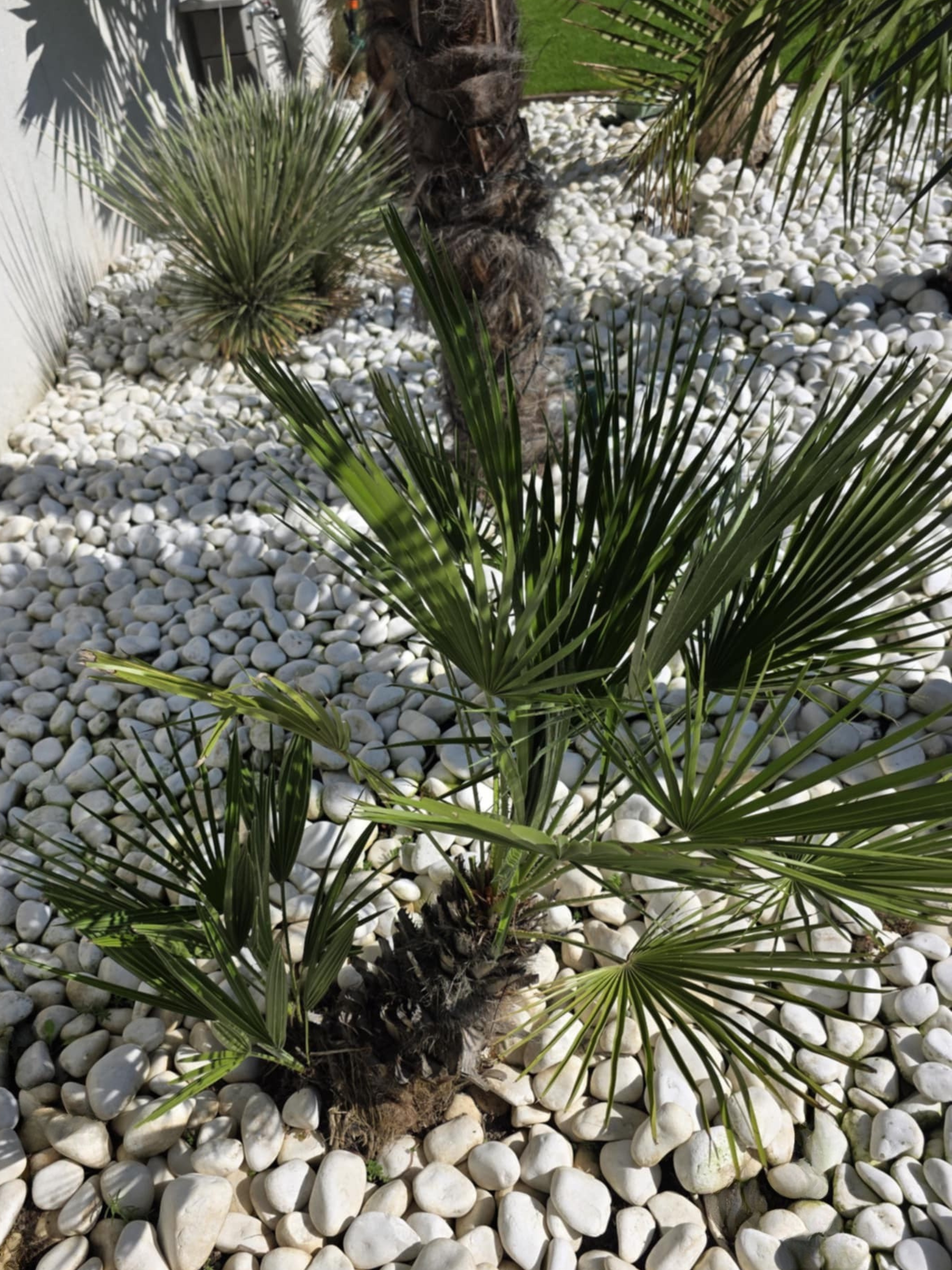 Chamaerops humilis u nás doma 2025 malý