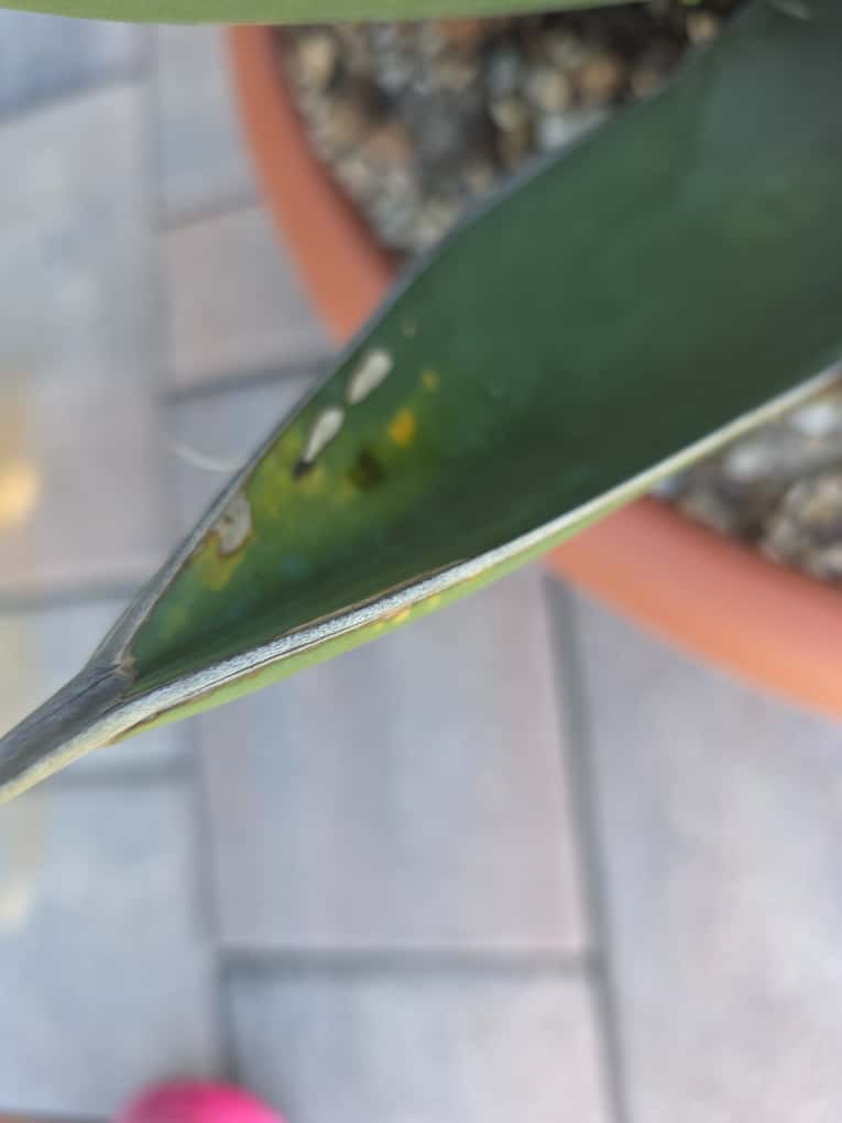 mechanicke poskodenie agave, huby a hniloba-1