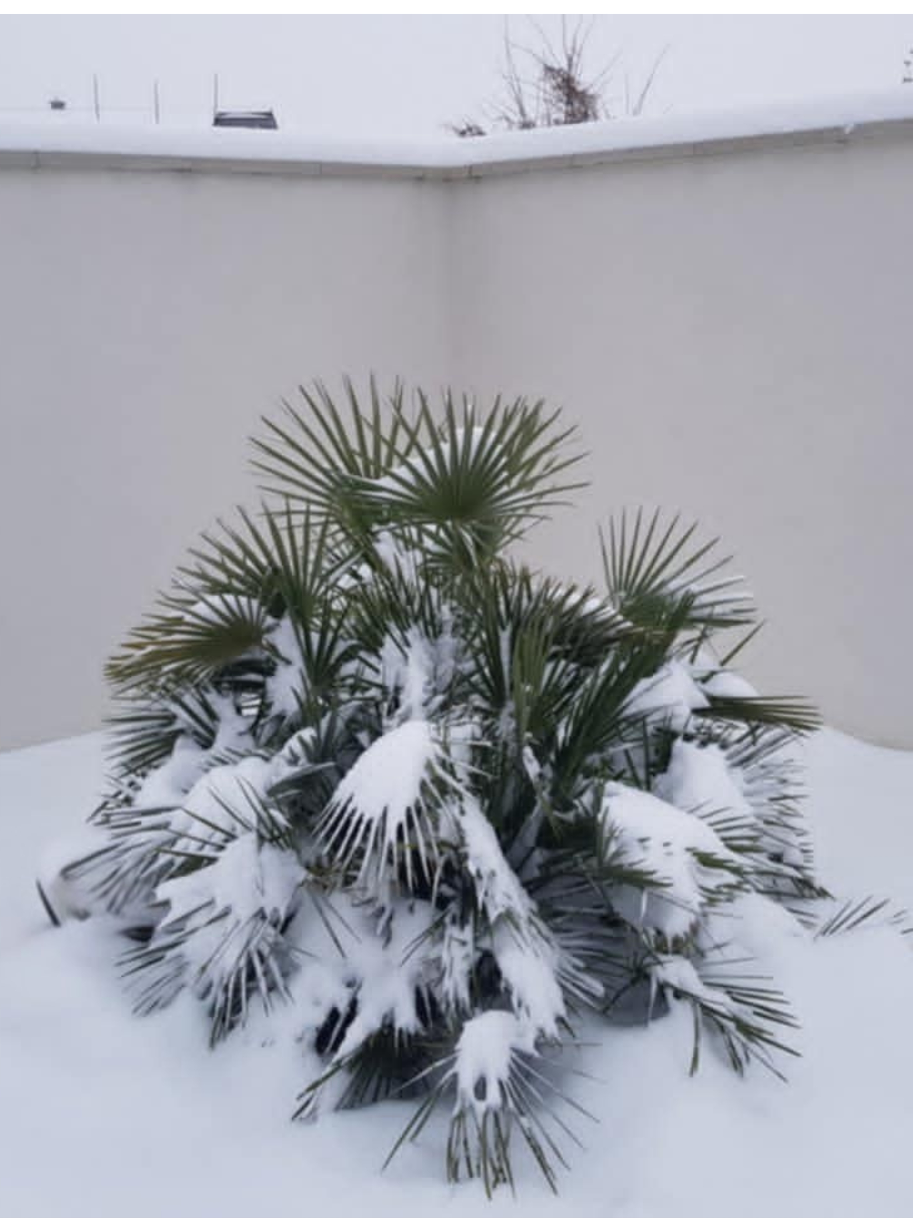 Chamaerops humilis v zime u nás doma pred pár rokmi