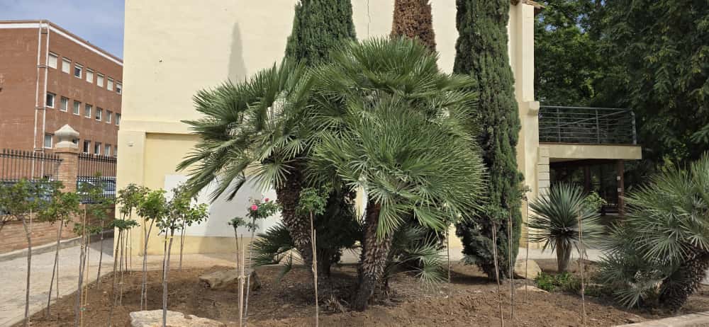 Chamaerops humilis