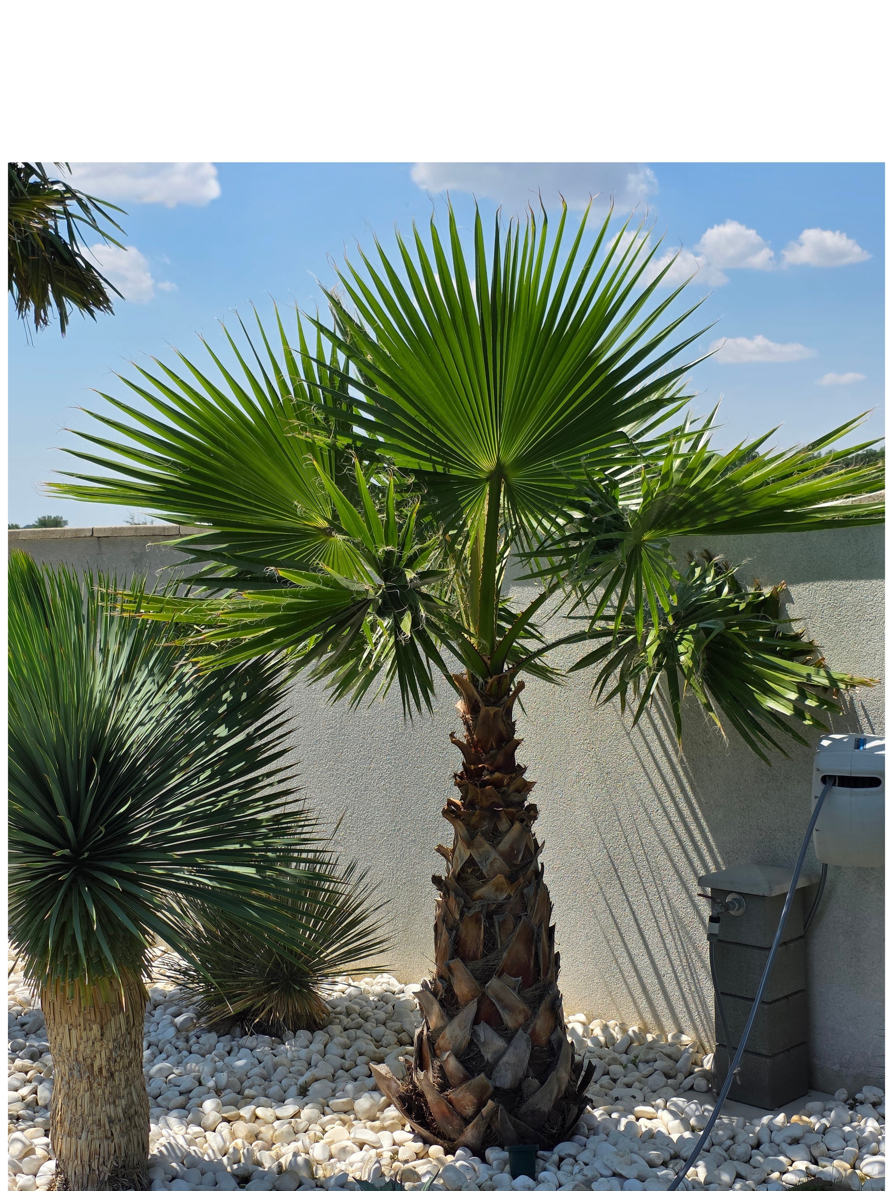 washingtonia vo volnej pode-Palmaren-4