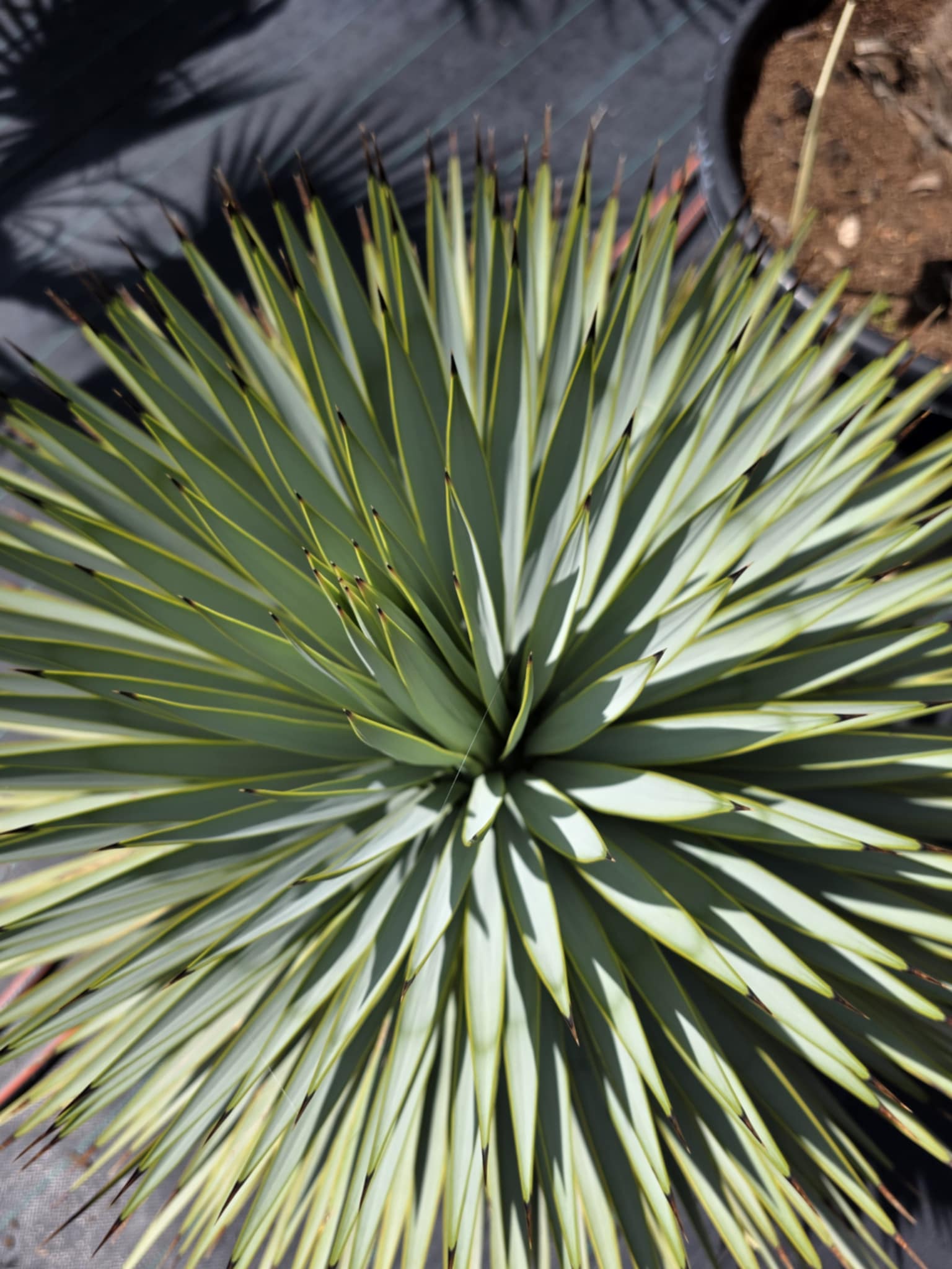 YUCA ROSTRATA PREMIUM CHIHUAHUA A