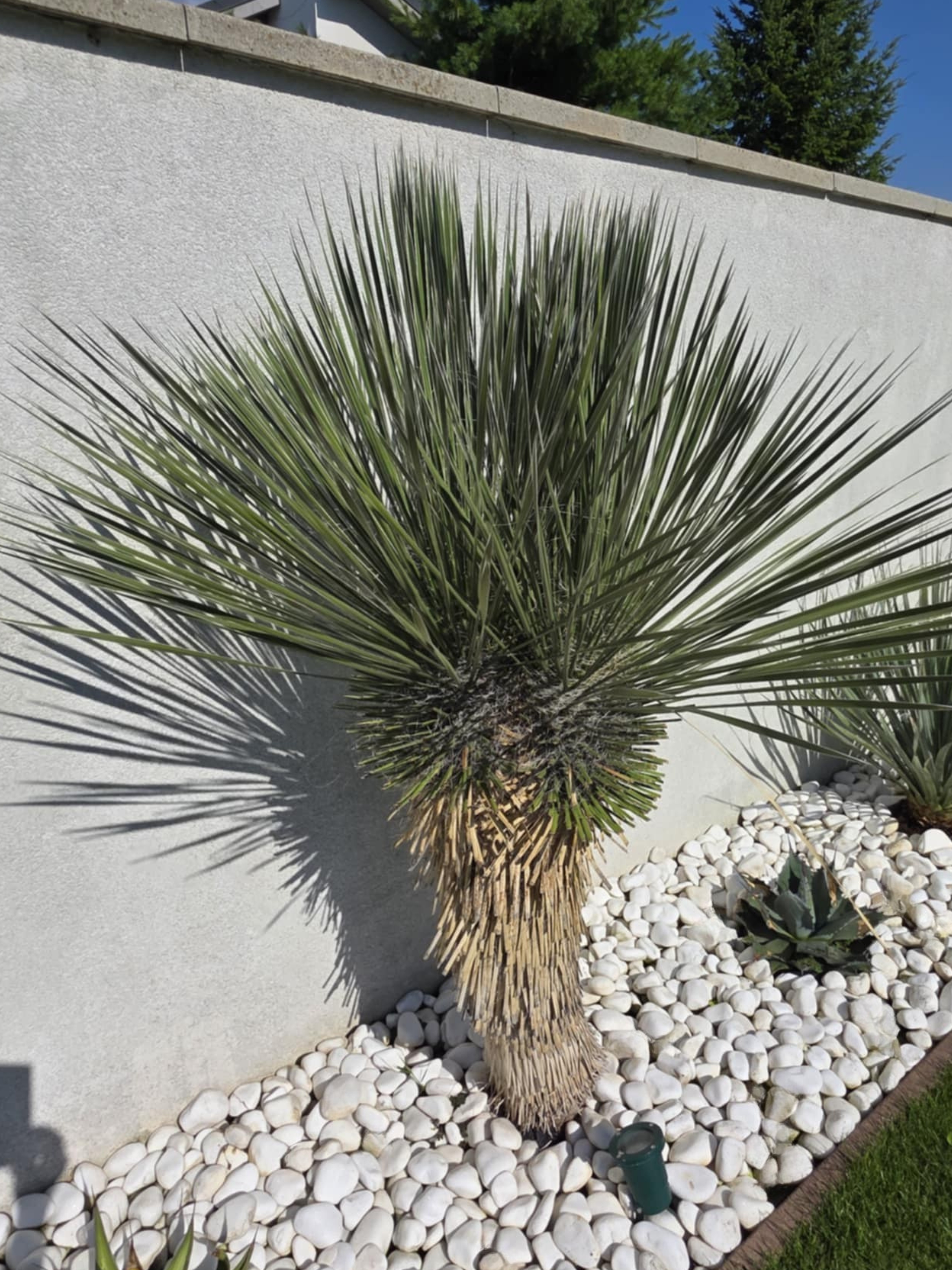 Yucca elata u nas doma vo vysadbe