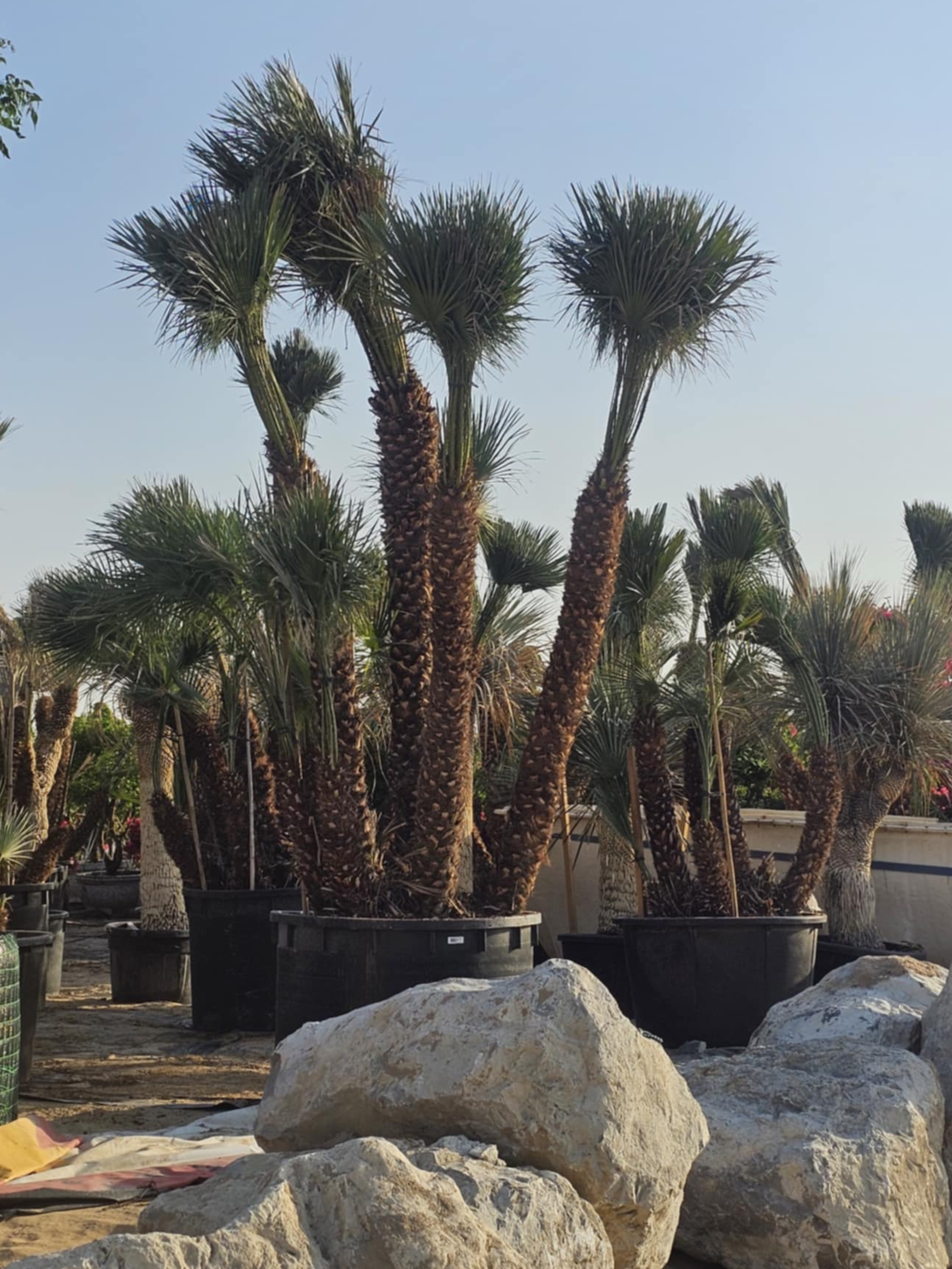 Chamaerops humilis Cerifera