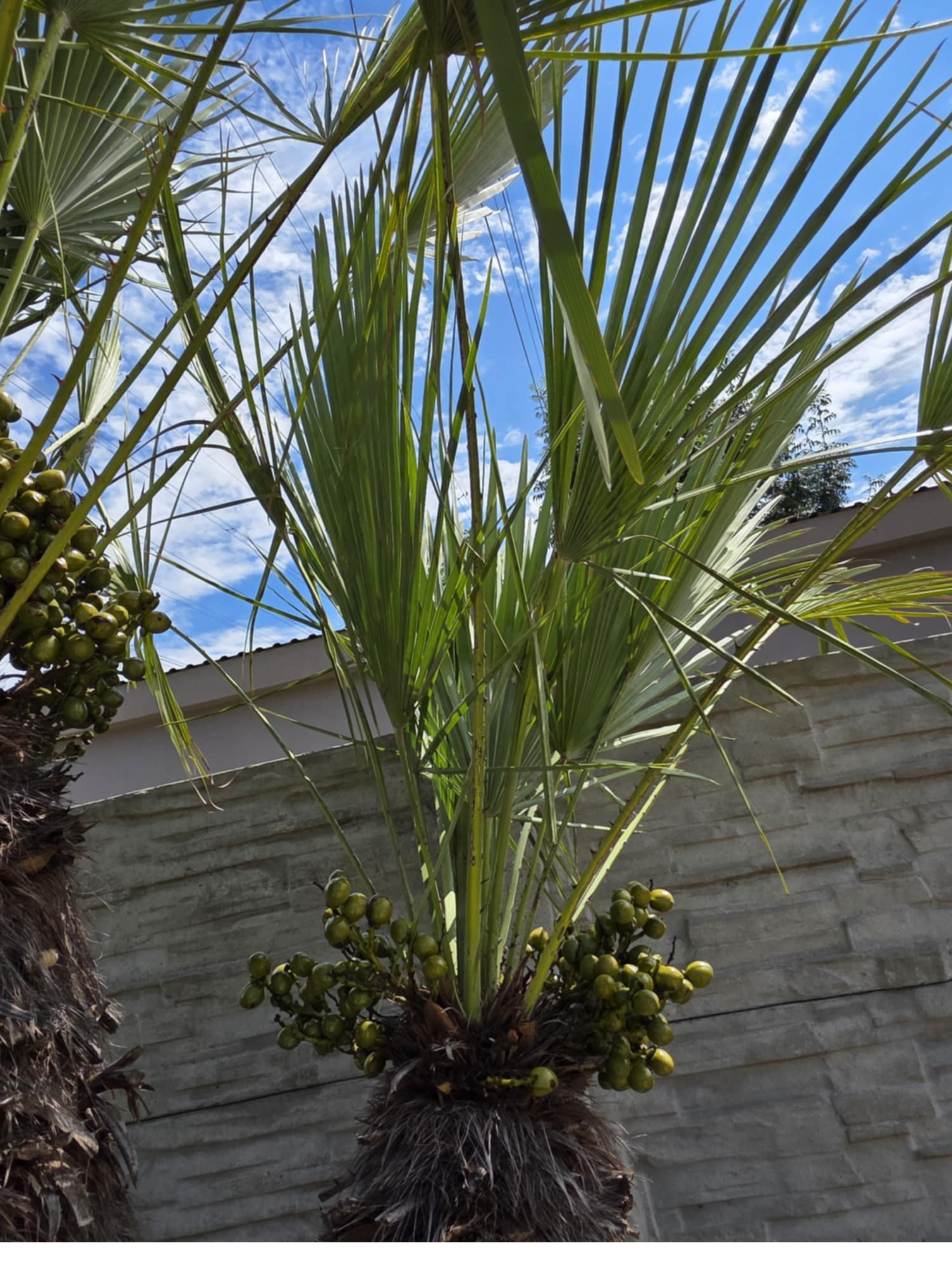 Chamaerops humilis Cerifera