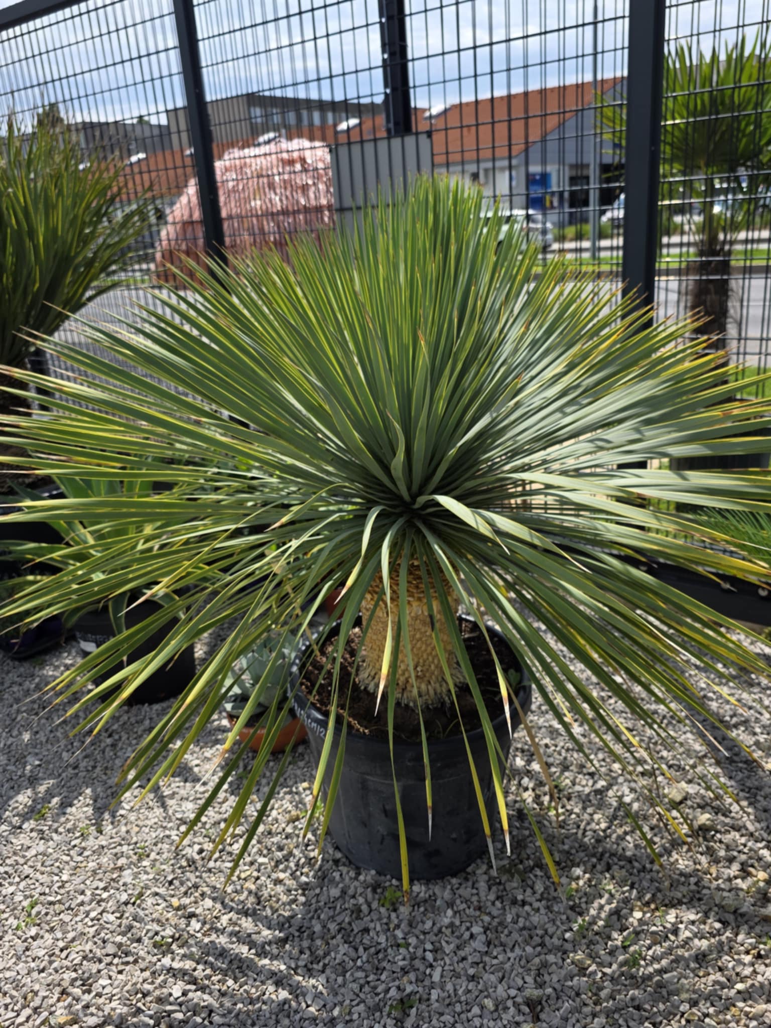 Yucca Rostrata