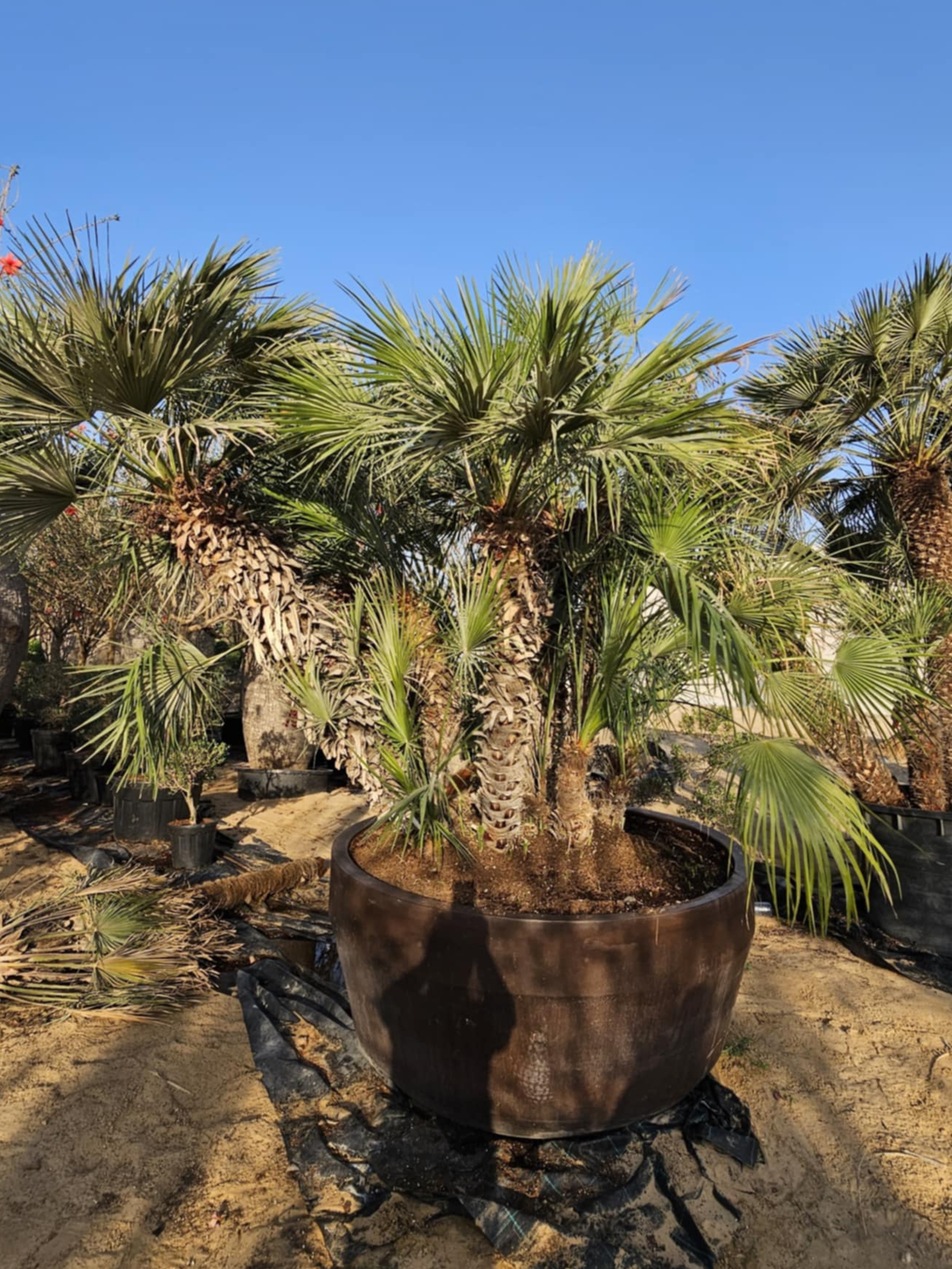Chamaerops humilis Cerifera
