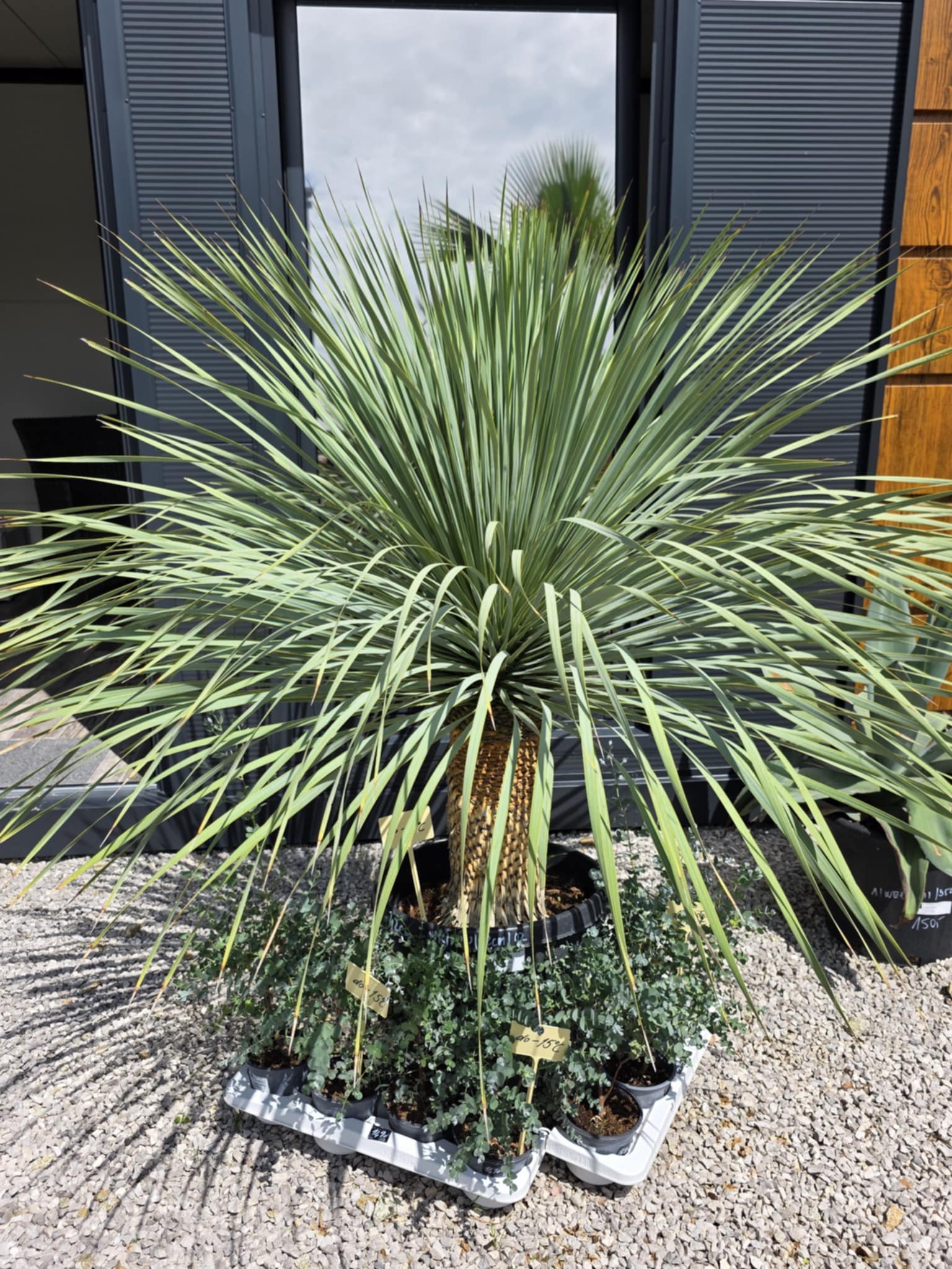 Yucca rostrata v Palmaren.sk