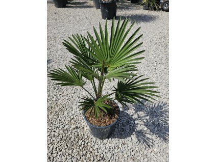 trachycarpus-wagnerianus-7-5-l--vyska-rastliny-75-cm