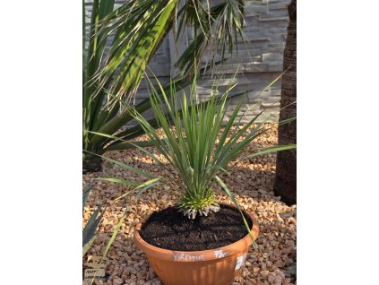 yucca-rostrata-s-vyskou-kmena-10-cm--celkova-vyska-65-cm