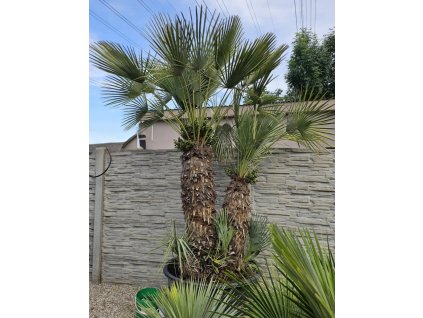 chamaerops-humilis-cerifera-exkluzivny-soliter-v-celkovej-vyske-275-cm