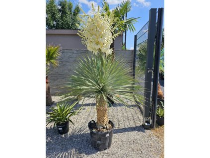 yucca-rostrata-s-vyskou-kmena-55-cm