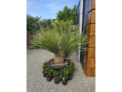 dasylirion-serratifolium-exkluzivny-soliter-s-2-hlavami-v-celkovej-vyska-175-cm
