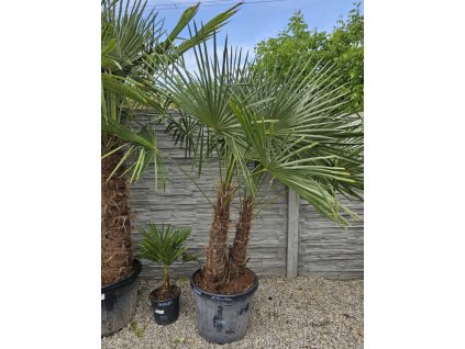 trachycarpus-fortunei-dvojkmen-v-celkovej-vyske-230-cm