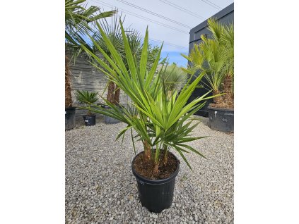 trachycarpus-fortunei-viackmen-15-l-v-celkovej-vyske-107-cm