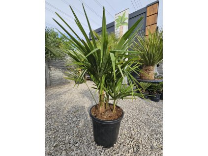 trachycarpus-fortunei-viackmen-15-l-v-celkovej-vyske-110-cm