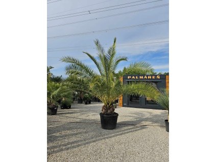phoenix-canariensis-v-celkovej-vyske-480-cm